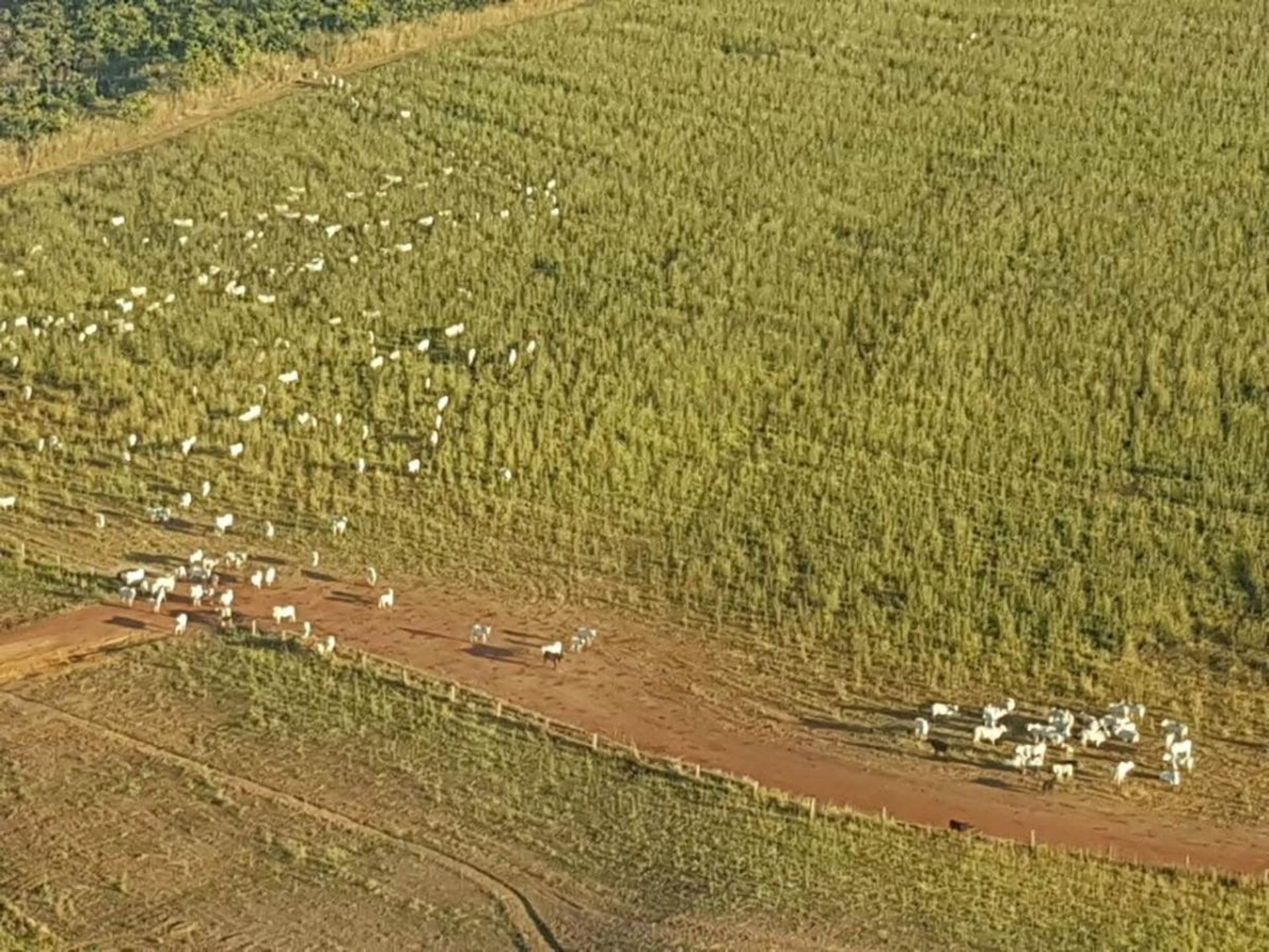 其他 在 Confresa, Mato Grosso 11959664