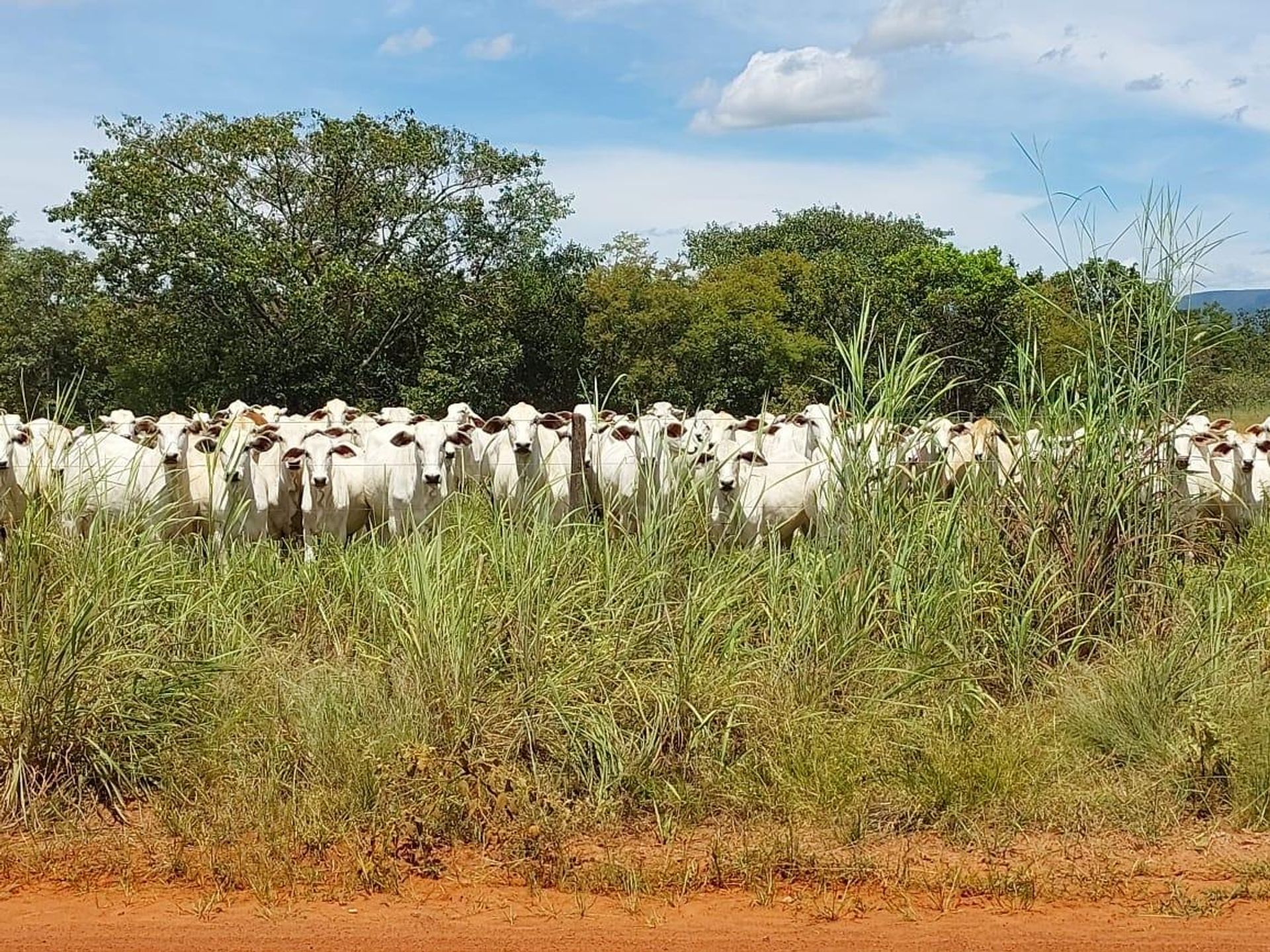 Другой в Formosa, State of Goiás 11959666