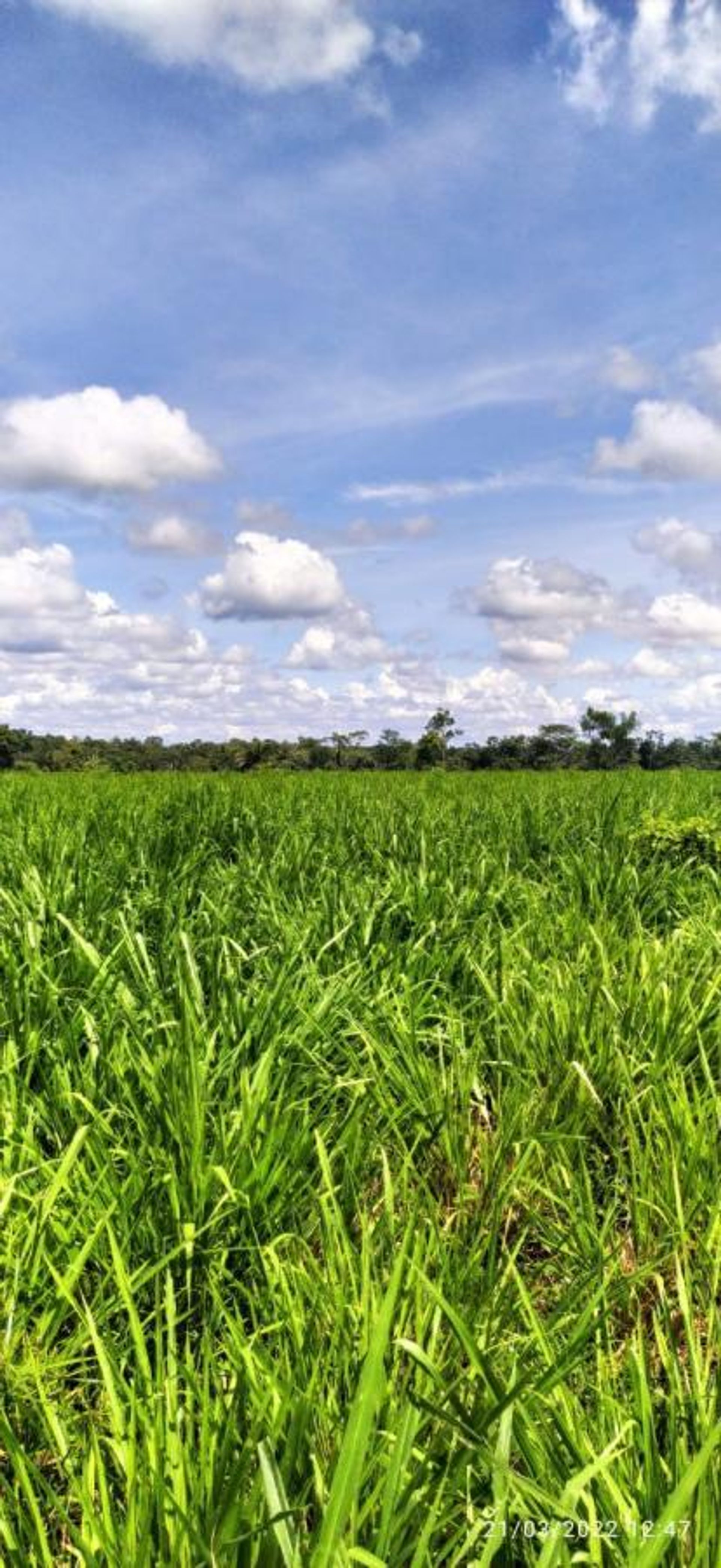 अन्य में Pontes e Lacerda, Mato Grosso 11959668