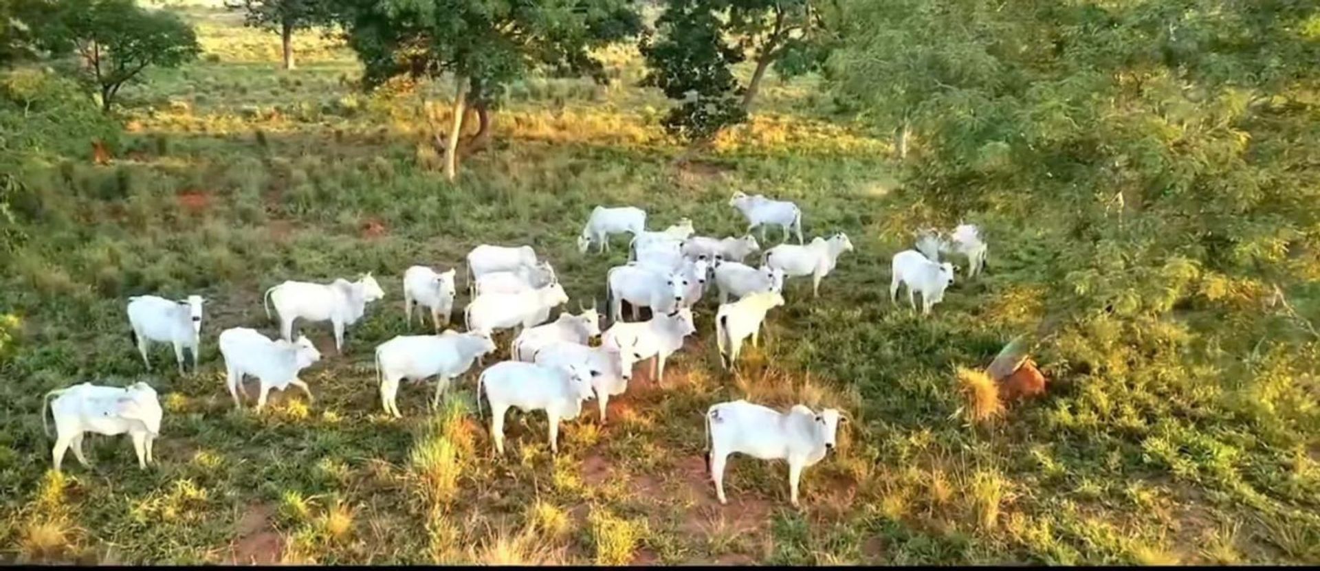 Andet i Cocalinho, Mato Grosso 11959672