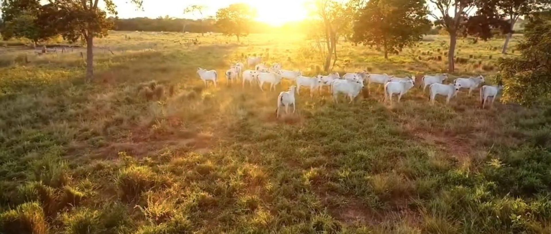 آخر في Cocalinho, Mato Grosso 11959672