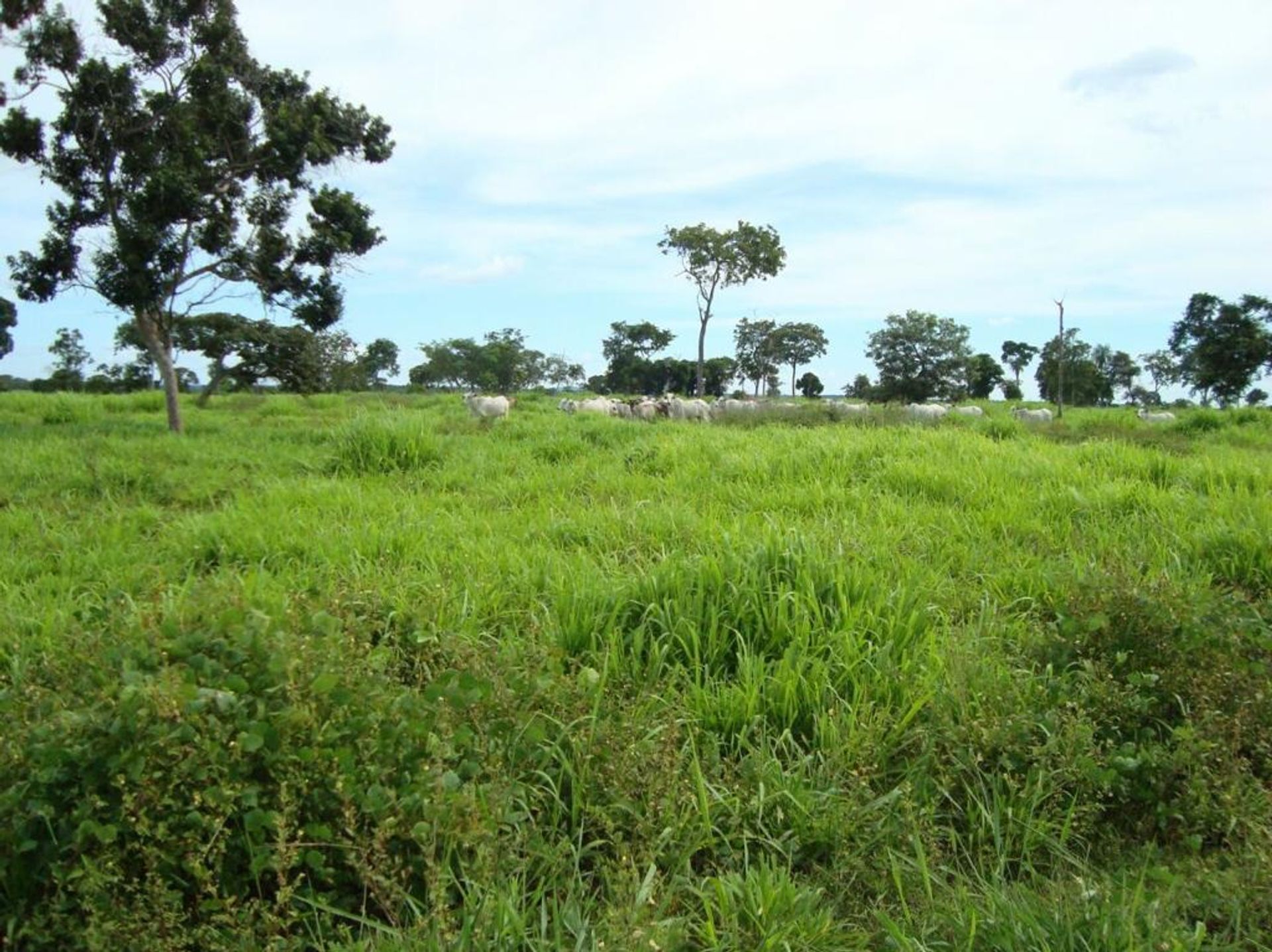 Andet i Pontes e Lacerda, Mato Grosso 11959678