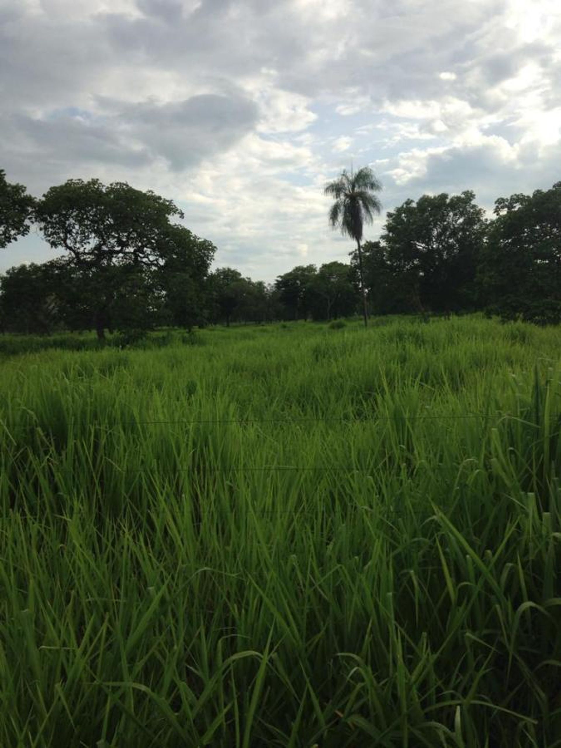 अन्य में Pontes e Lacerda, State of Mato Grosso 11959678