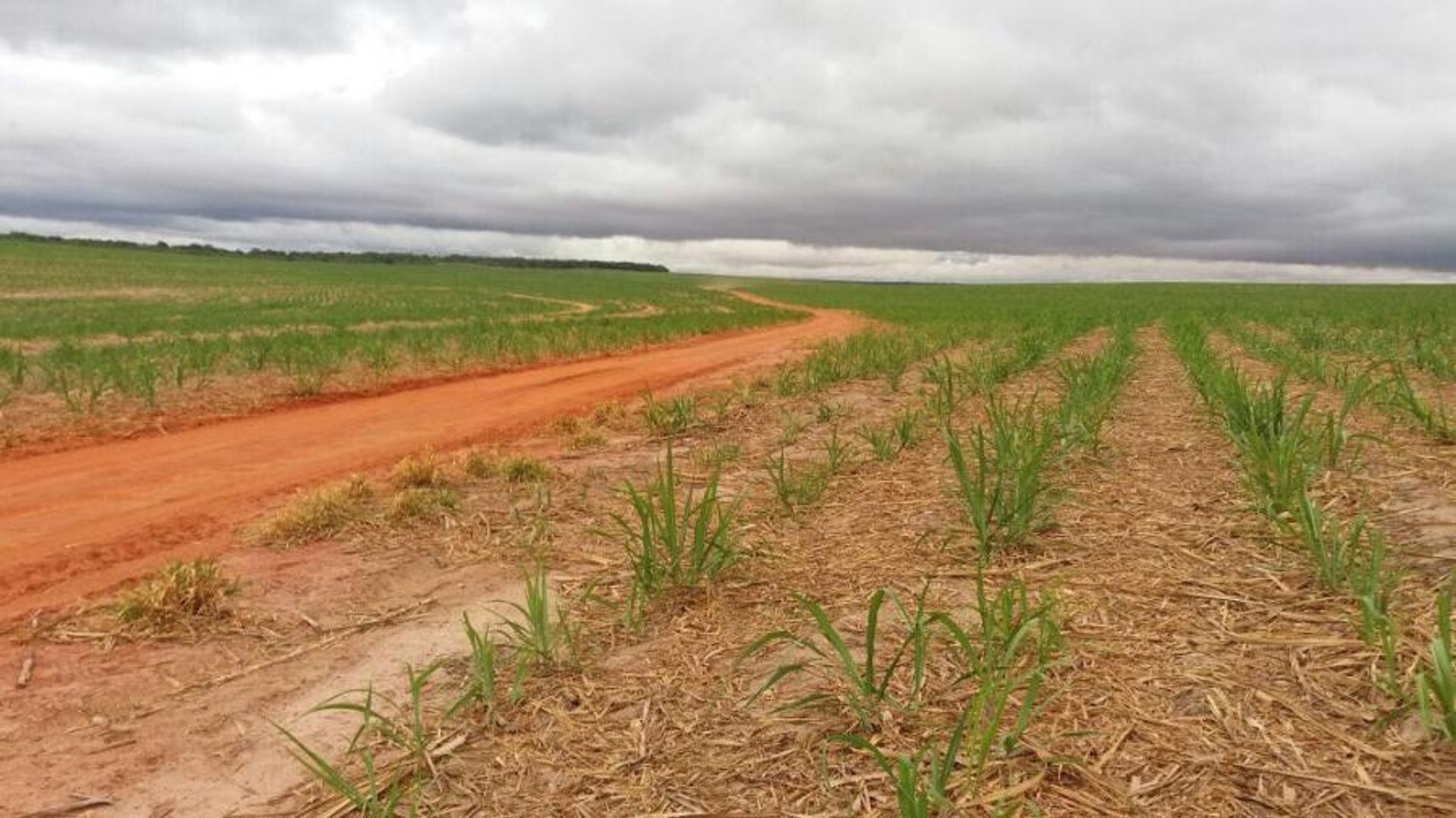 다른 에 Nova Ubirata, Mato Grosso 11959692