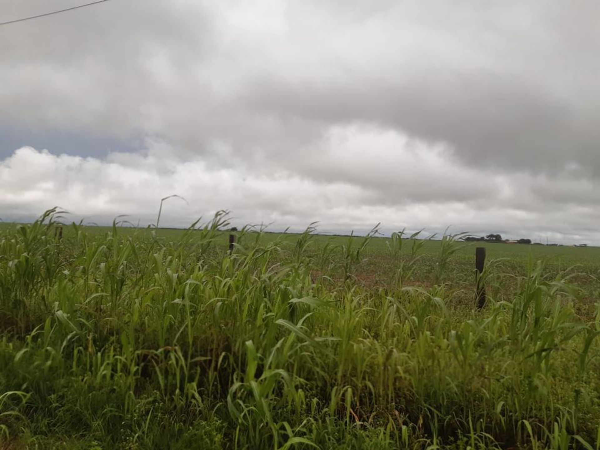 其他 在 , State of Mato Grosso 11959692