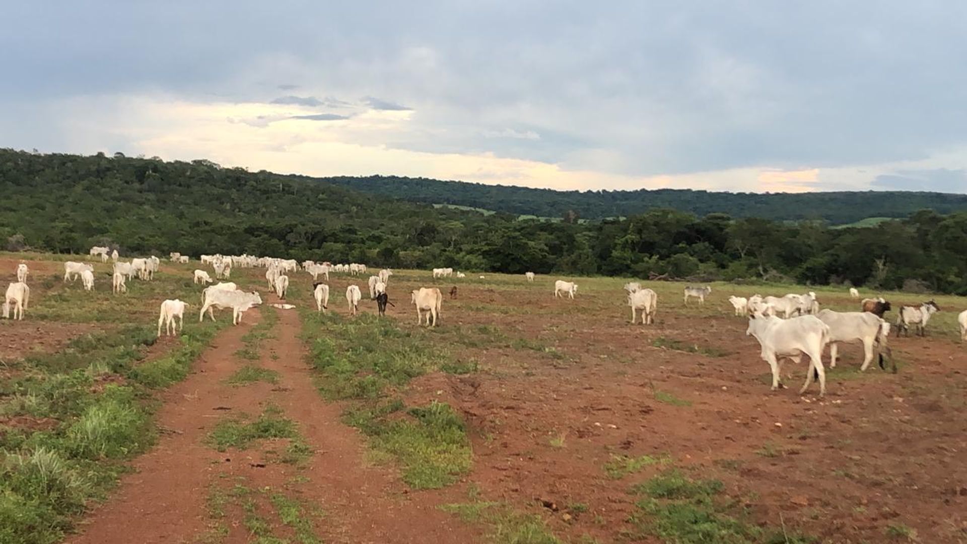 Lain di Paranatinga, Mato Grosso 11959693