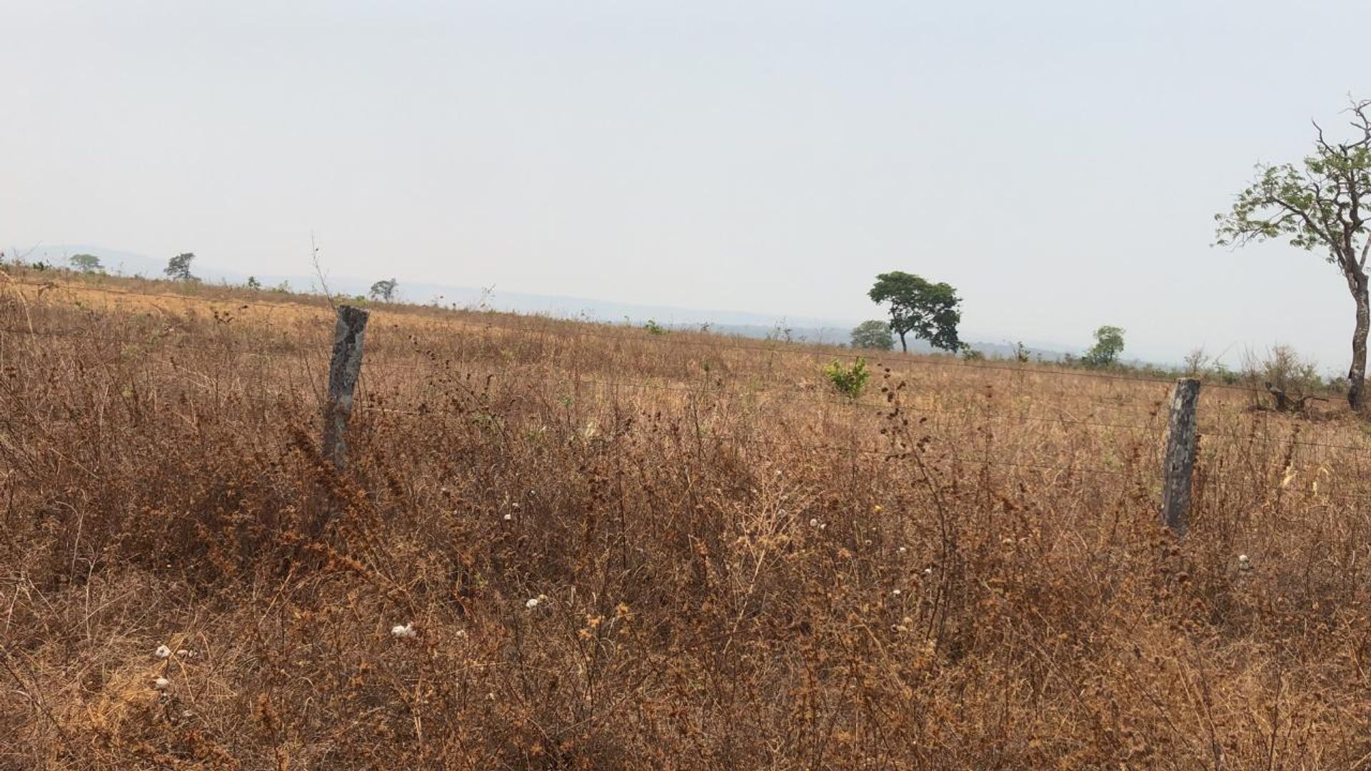 Lain di Paranatinga, Mato Grosso 11959693