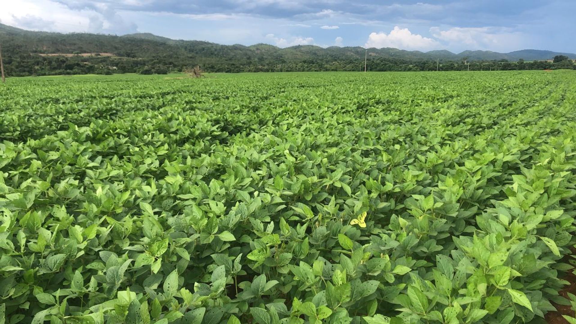 Lain di Paranatinga, Mato Grosso 11959693