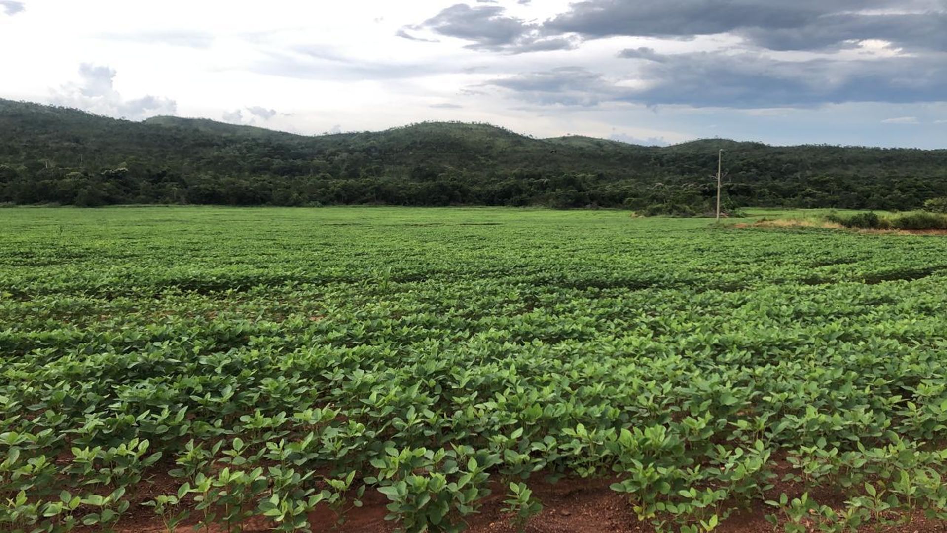 Lain di Paranatinga, Mato Grosso 11959693