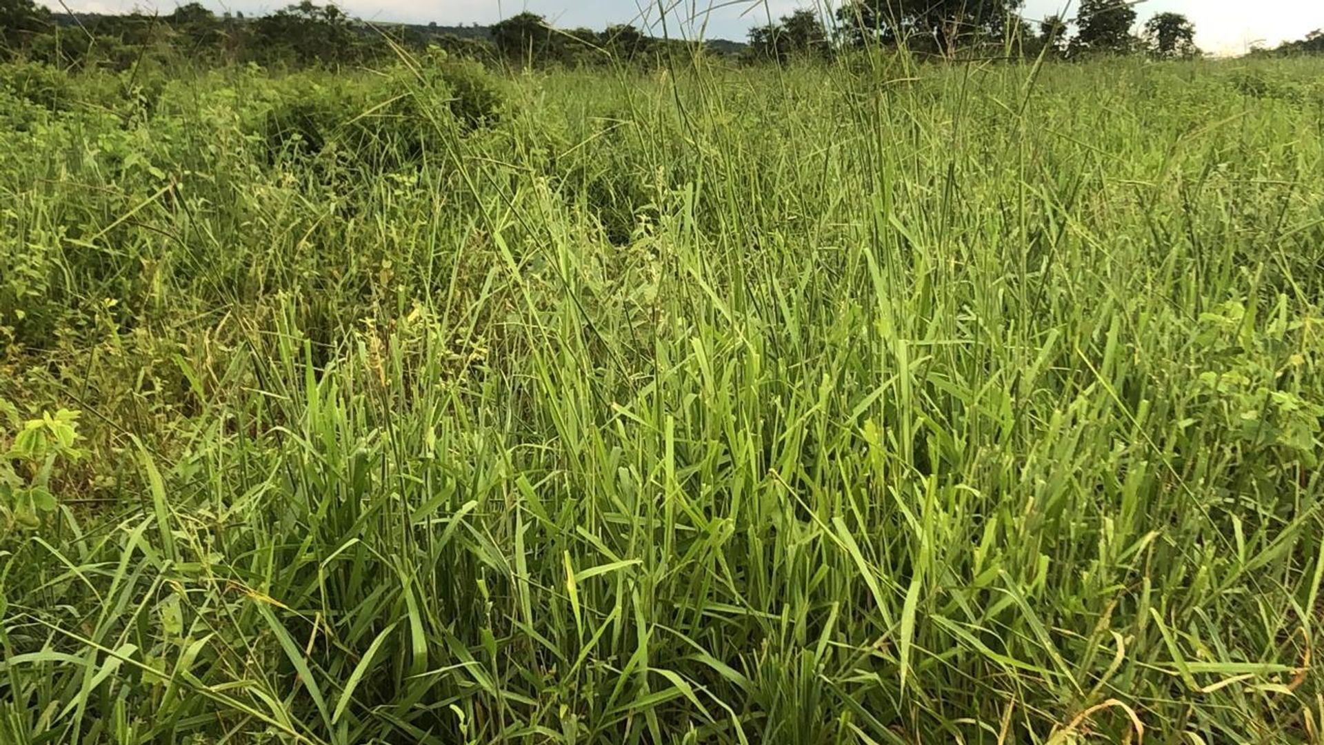 Lain di Paranatinga, Mato Grosso 11959693