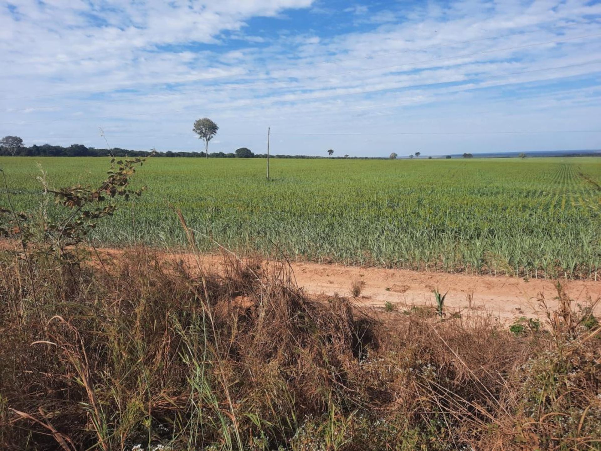 Kaupallinen sisään , State of Mato Grosso 11959698