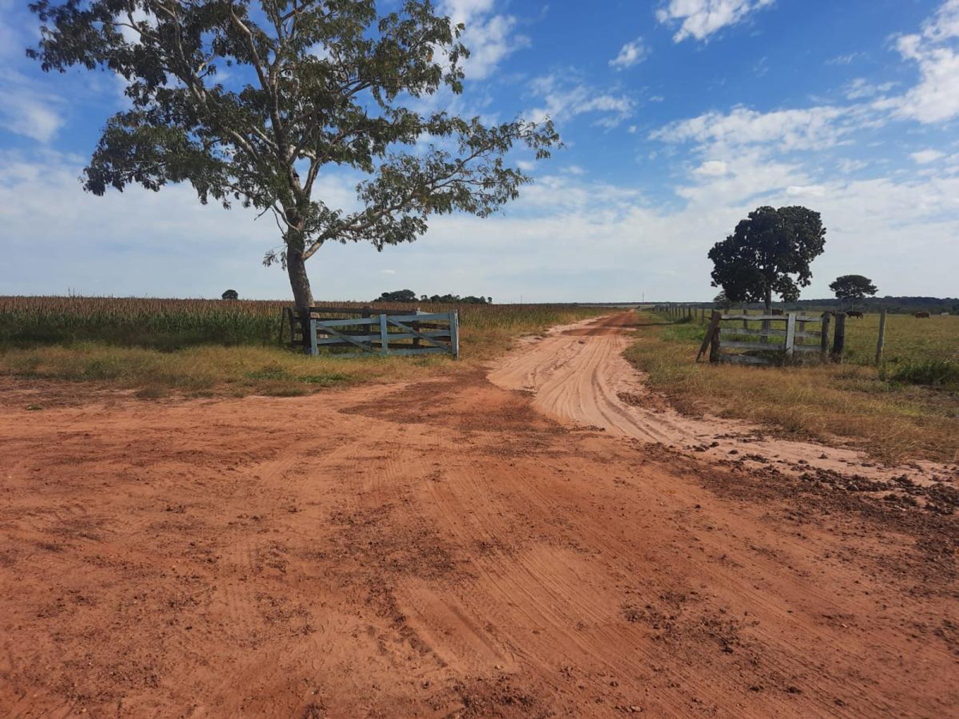 Autre dans , State of Mato Grosso 11959698