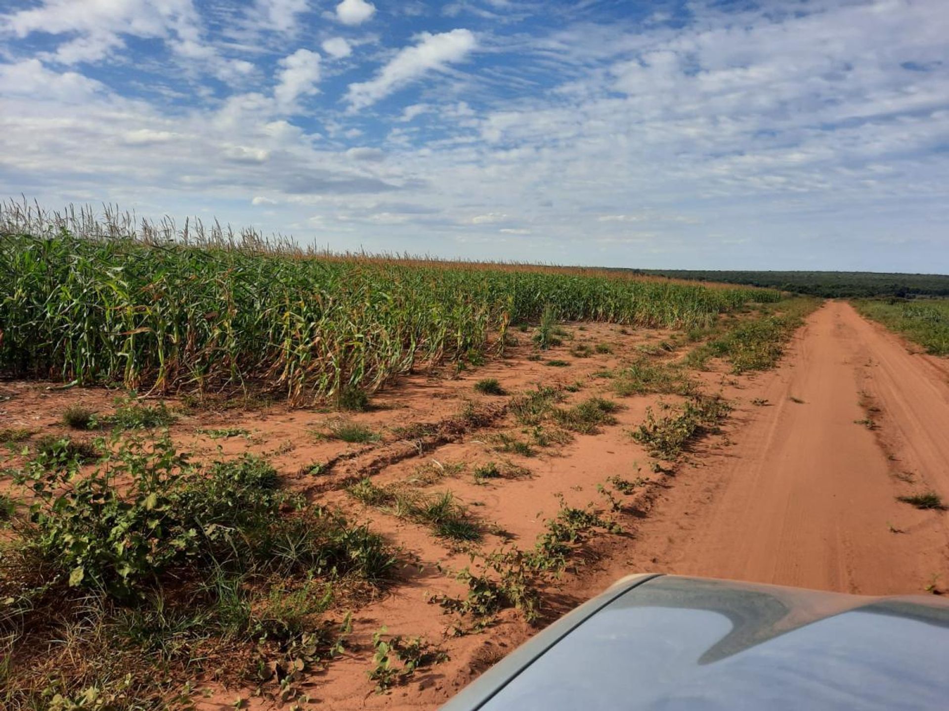 अन्य में , State of Mato Grosso 11959698