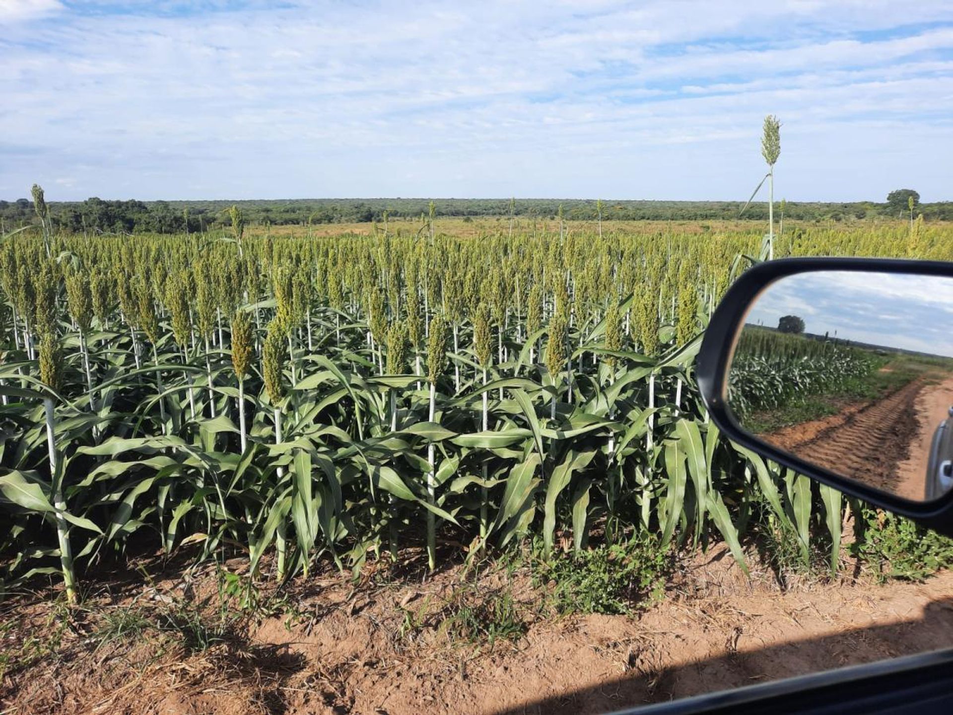 Autre dans , State of Mato Grosso 11959698