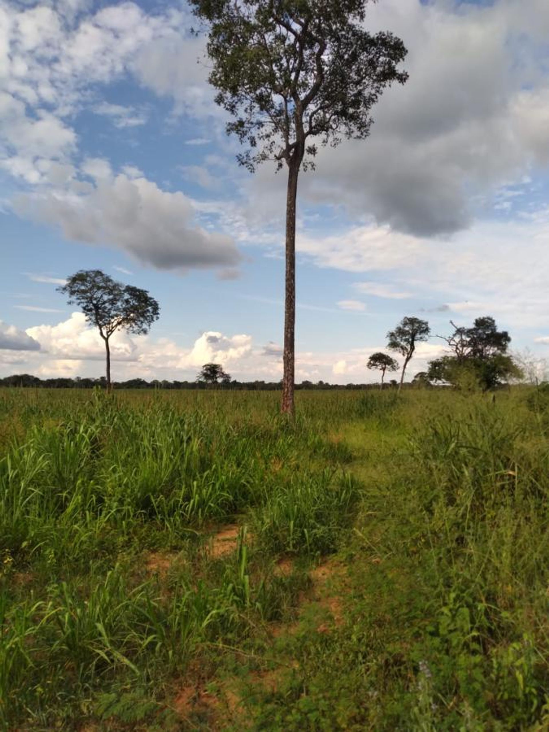 Andet i Flores de Goias, Goias 11959701