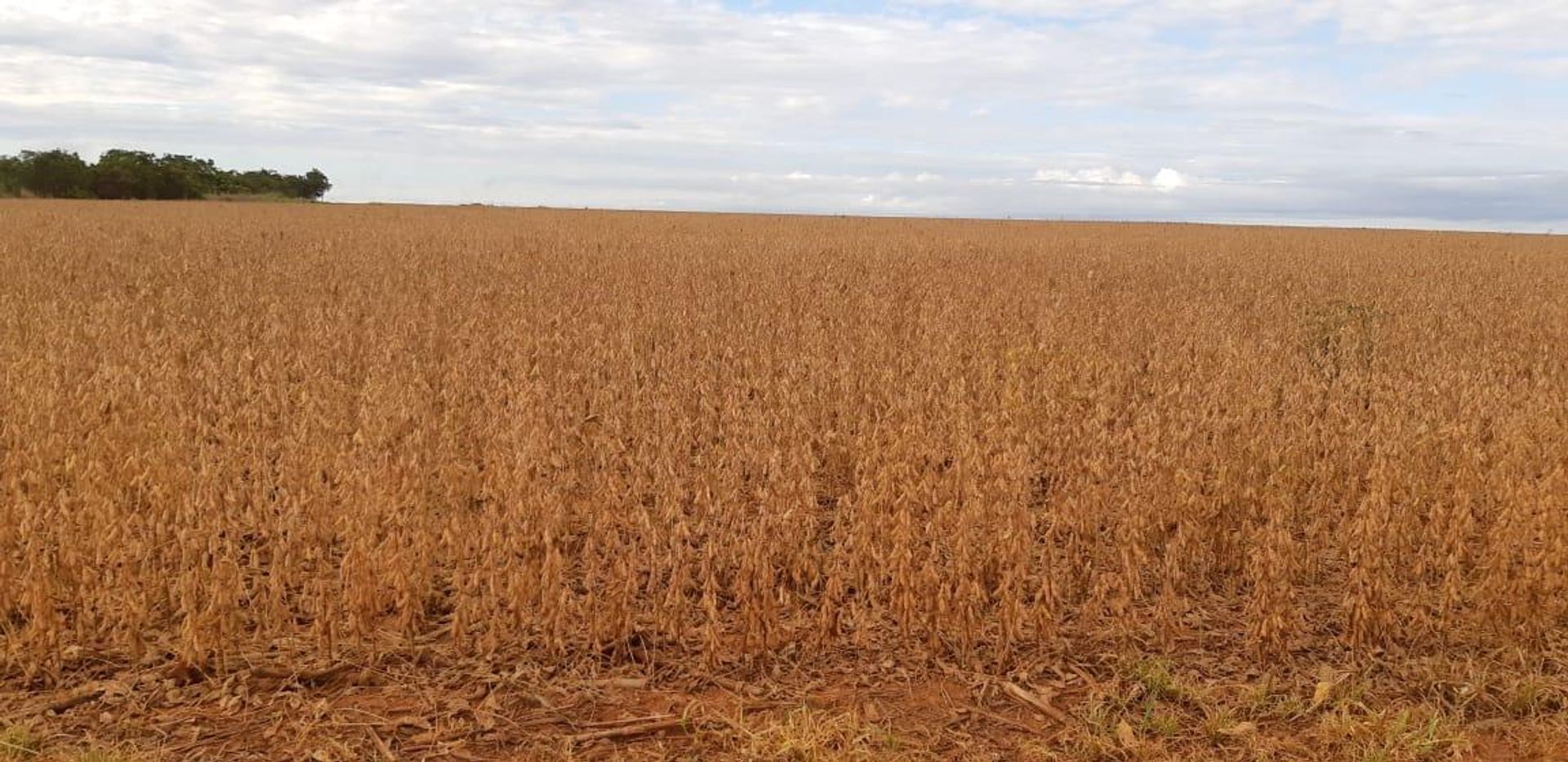 Autre dans Canarana, Mato Grosso 11959703