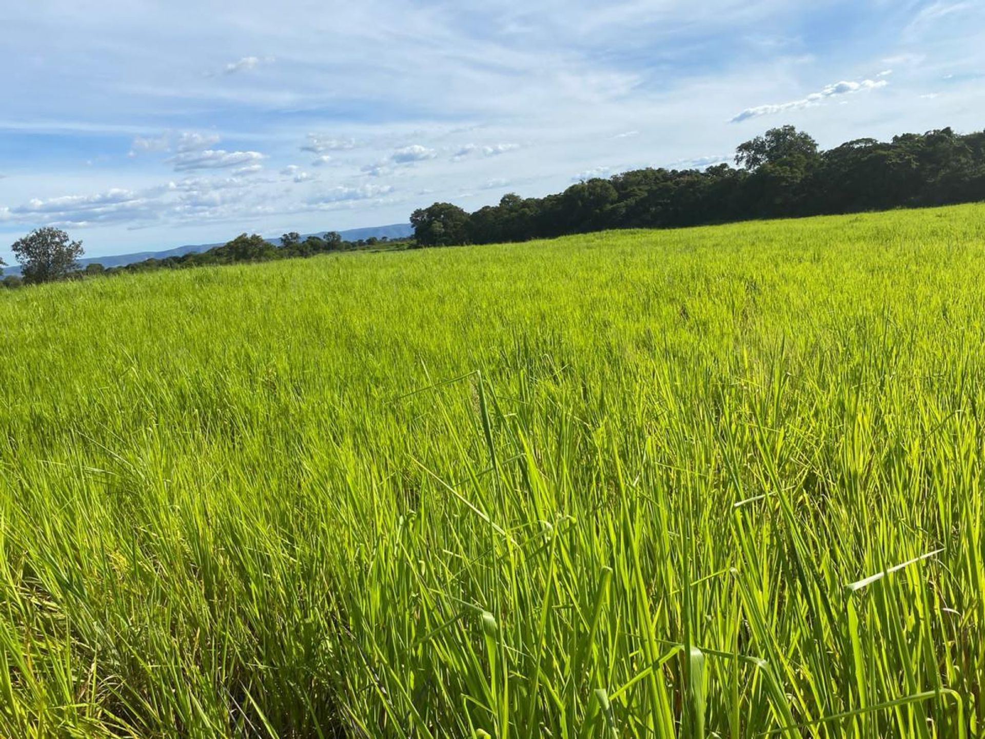 Outro no Formosa, Goiás 11959705