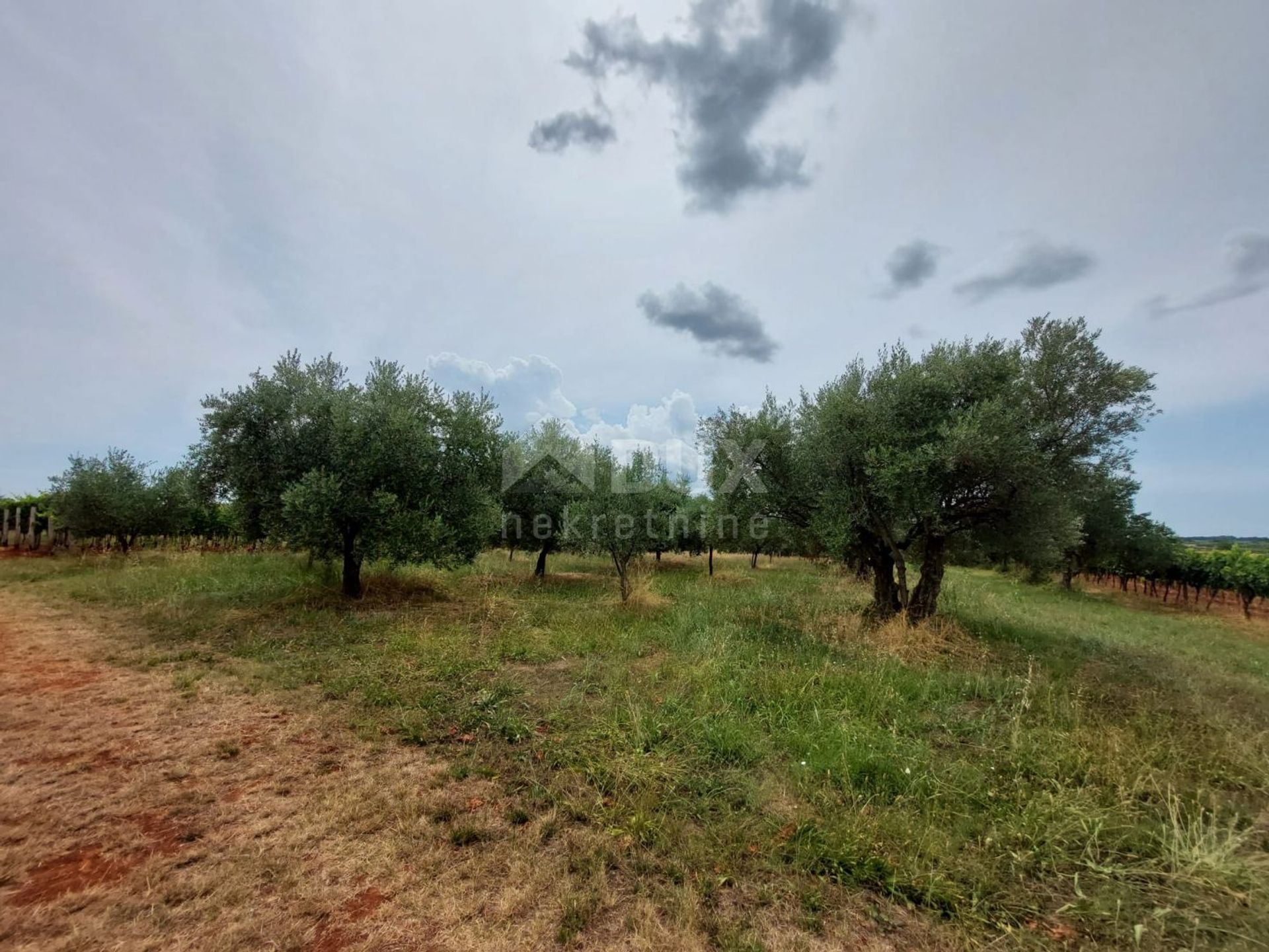 Land in Brtonigla, Istria County 11959908