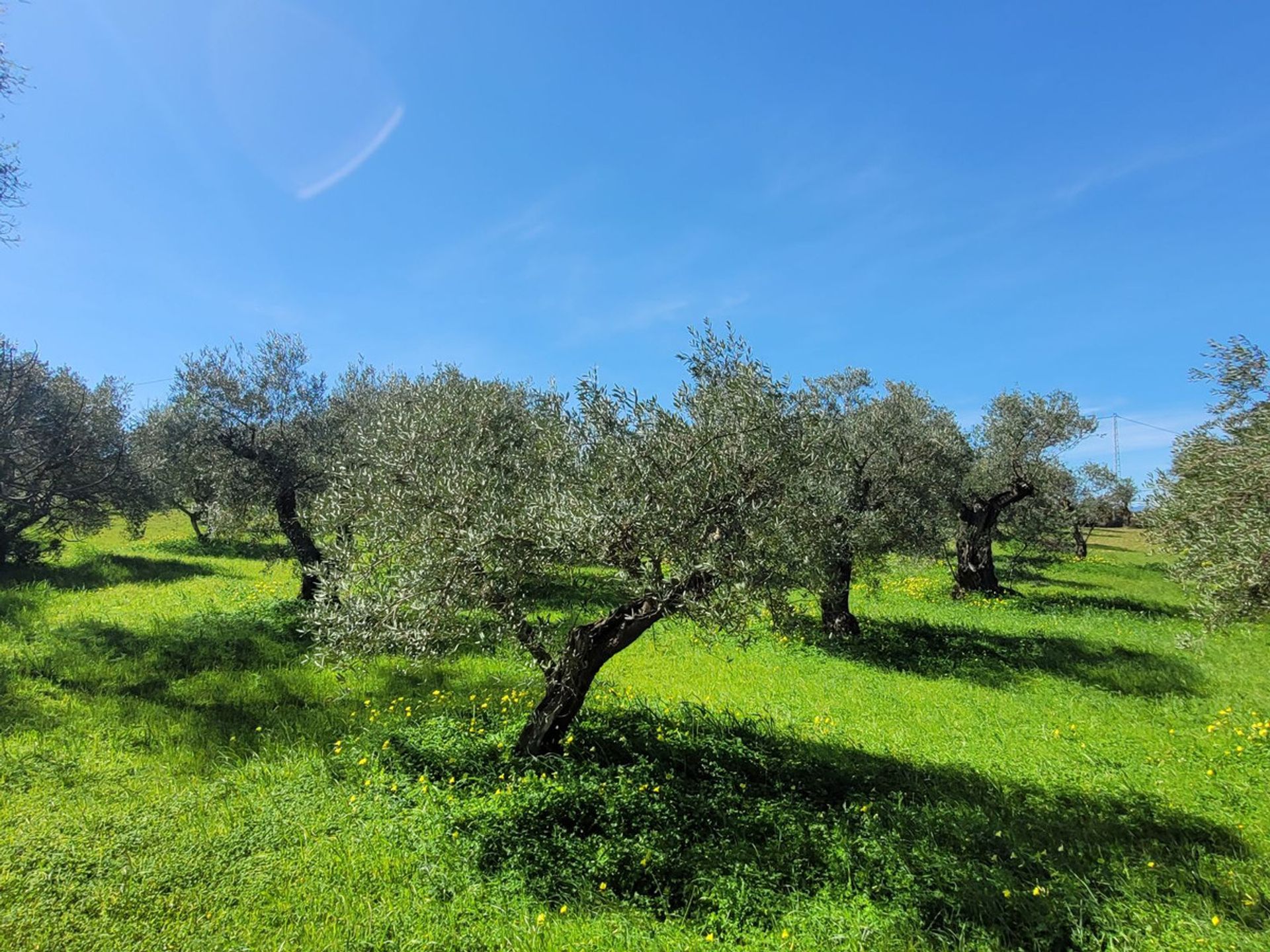 σπίτι σε Κέρμα, Ανδαλουσία 11961089