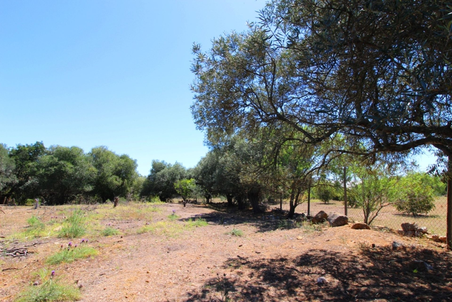 Земля в Santa Bárbara de Nexe, Faro 11974981