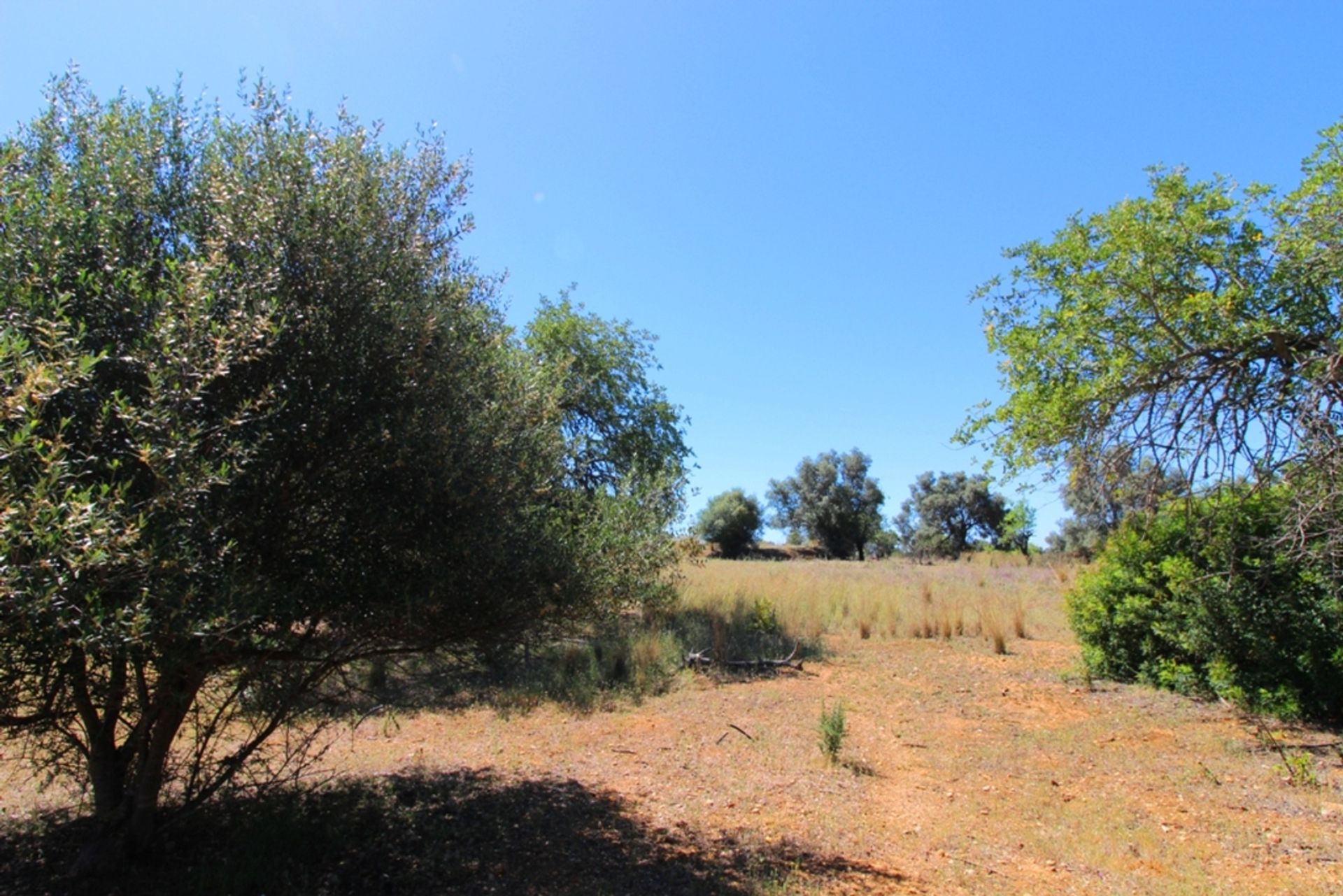 Земля в Santa Bárbara de Nexe, Faro 11974981