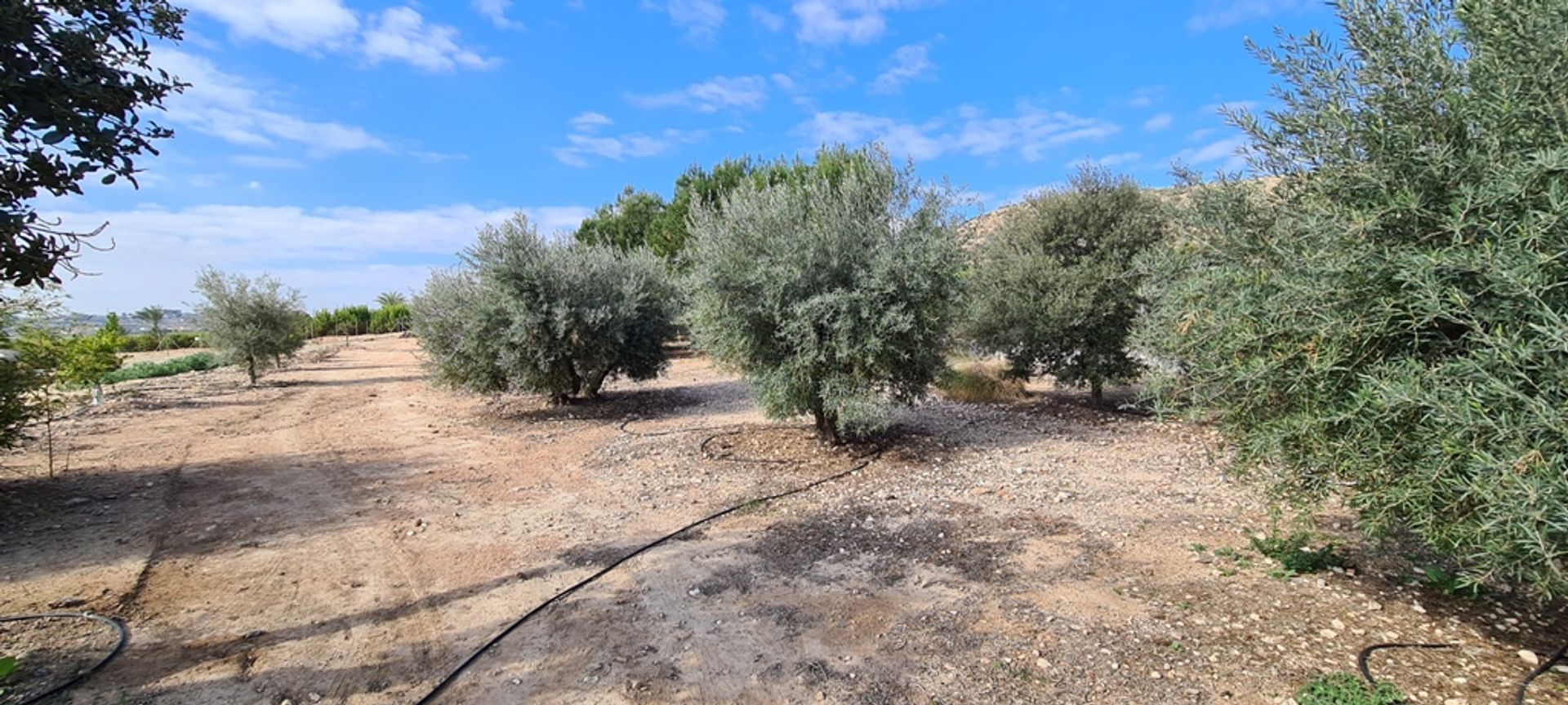 집 에 Orihuela, Comunidad Valenciana 11990524