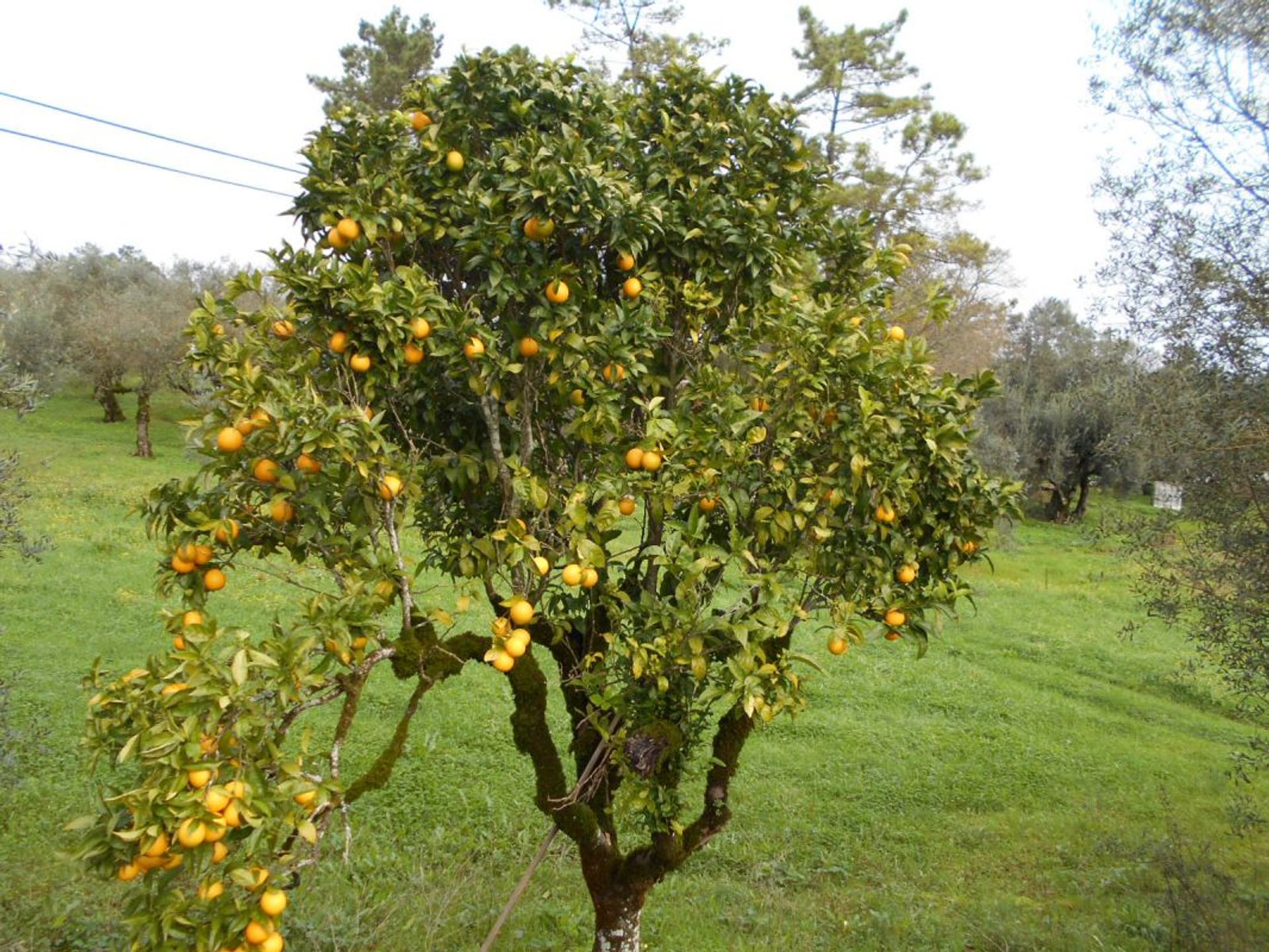 σπίτι σε Soure, Coimbra District 11998561