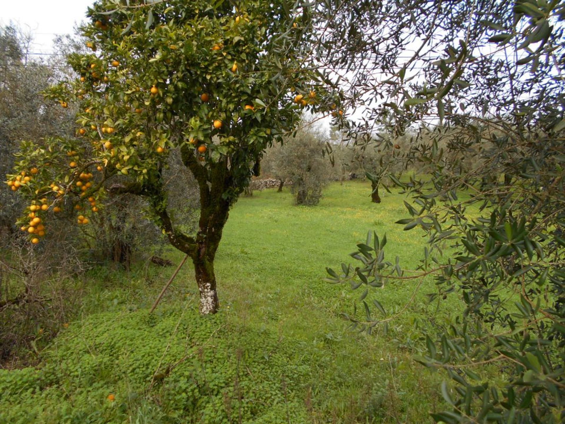 rumah dalam Soure, Coimbra District 11998561