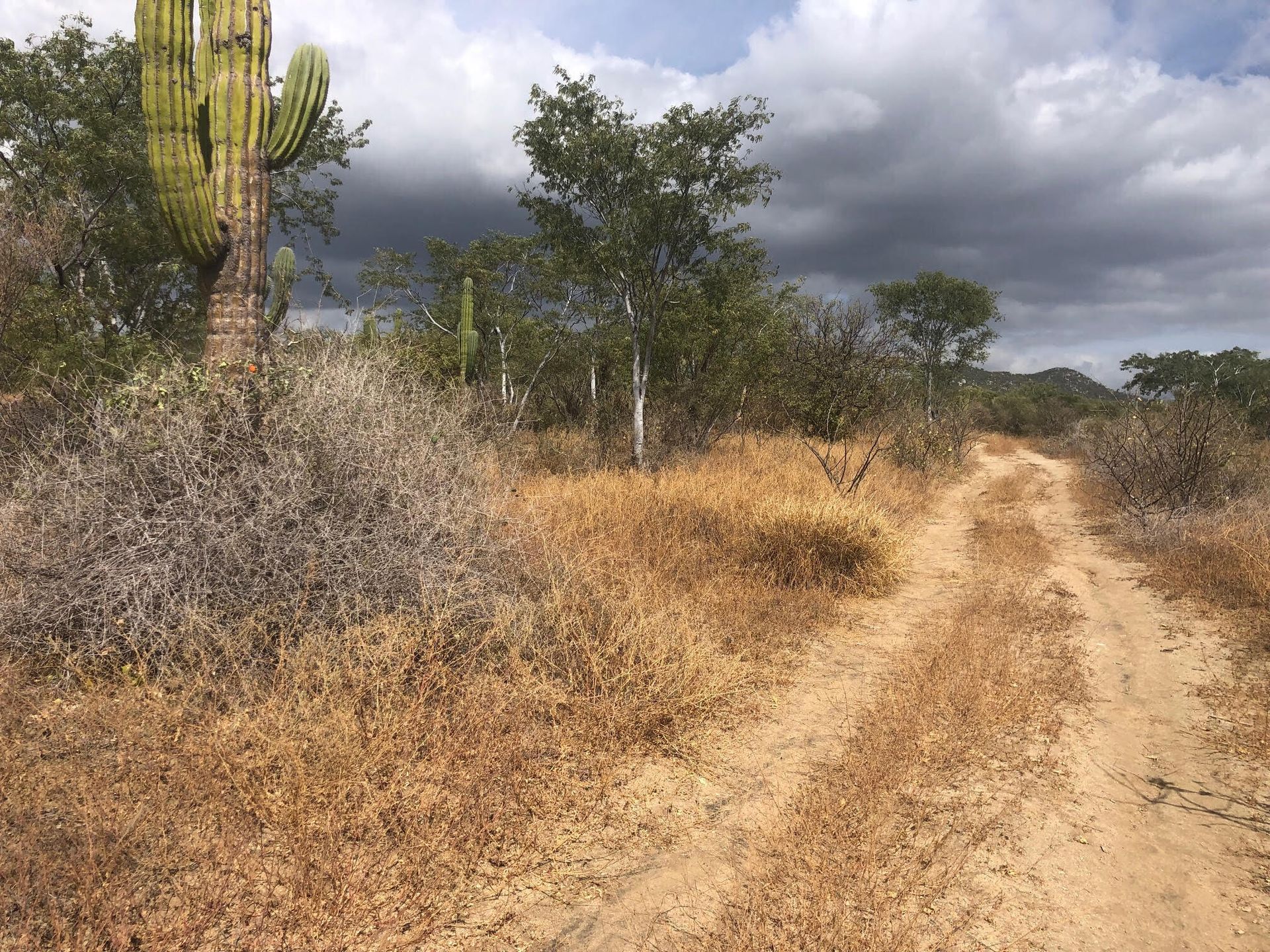 Land in Cabo San Lucas, Boulevard Paseo de la Marina 12000102