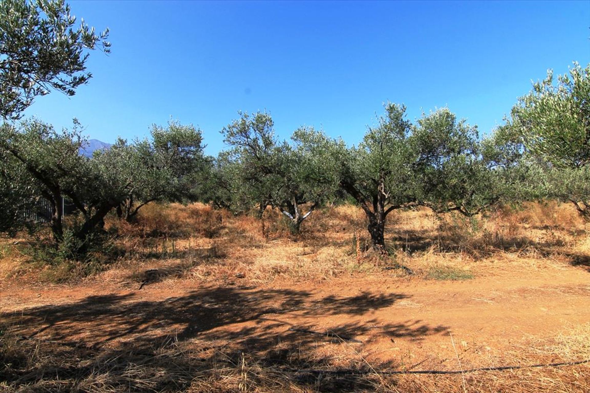 Land in Malia, Kriti 12000284