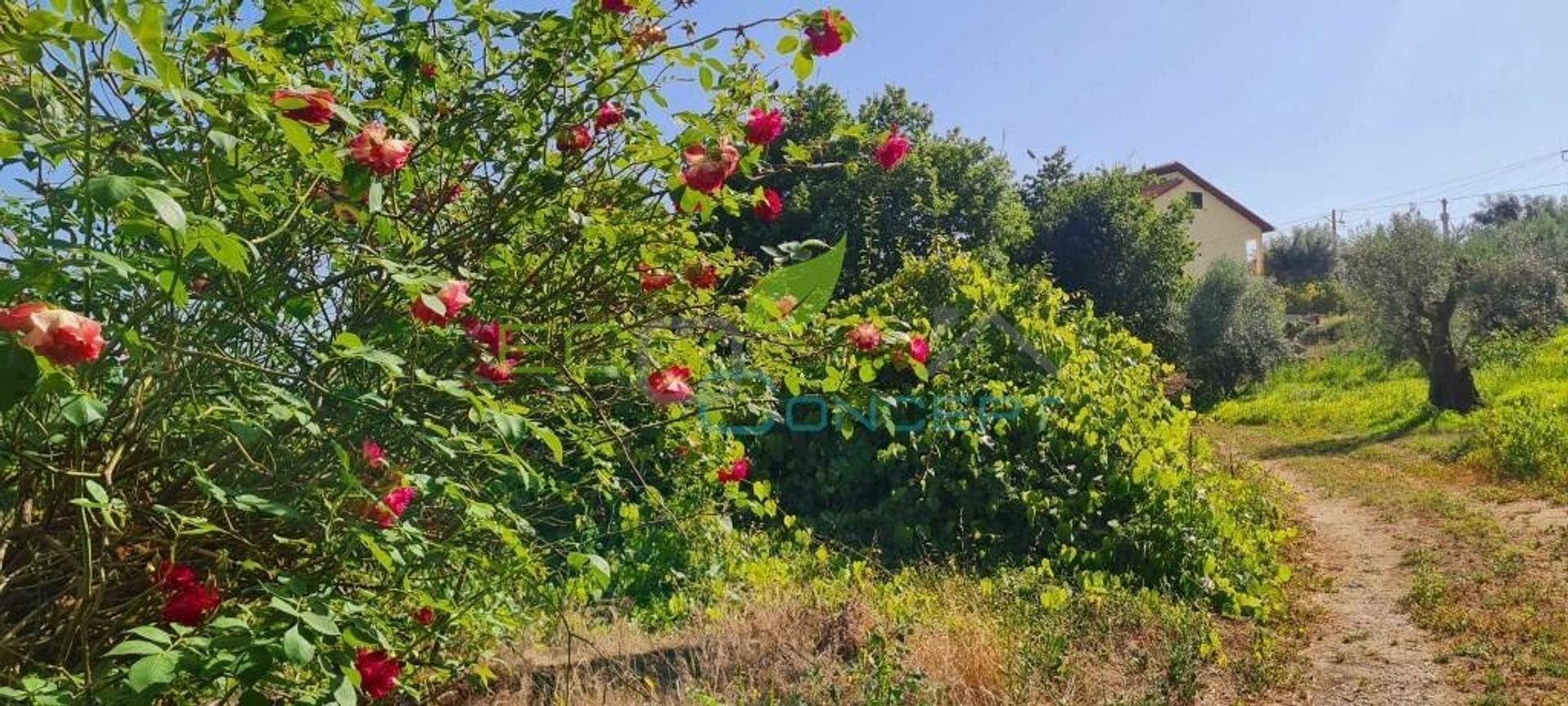 Tierra en Tondela, Viseu 12000327