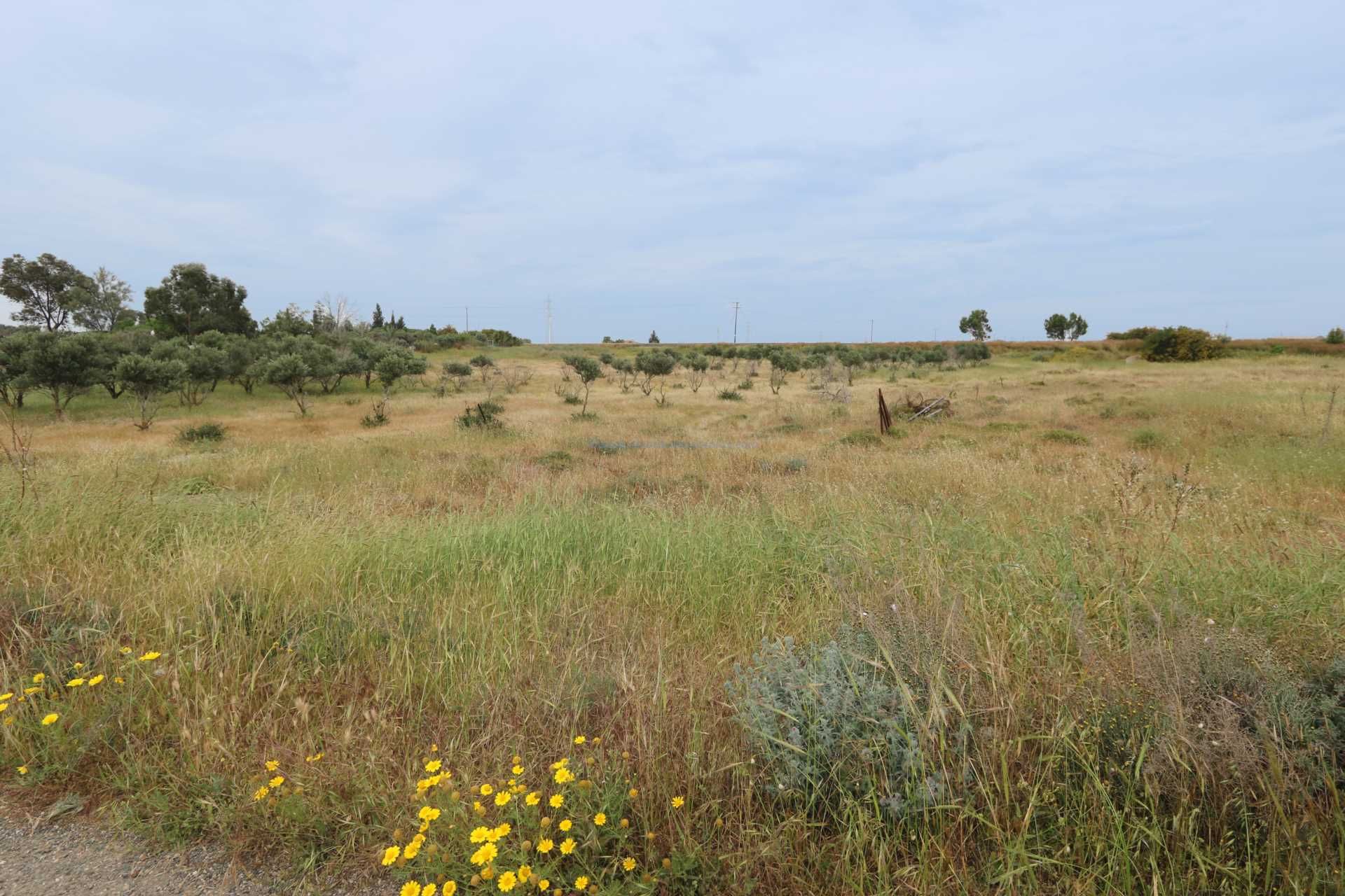 Land i Frenaros, Famagusta 12006072