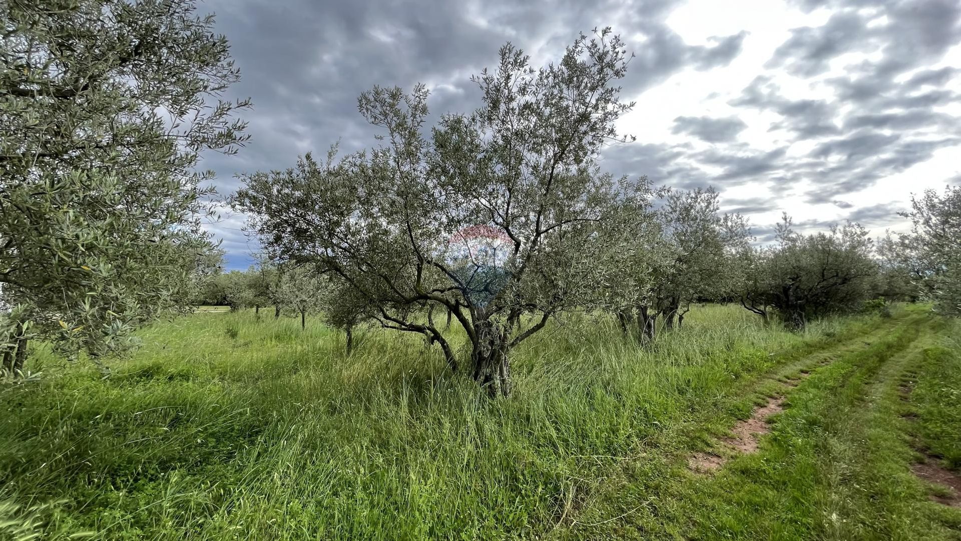 Terre dans Le goudron, Istarska Zupanija 12031447