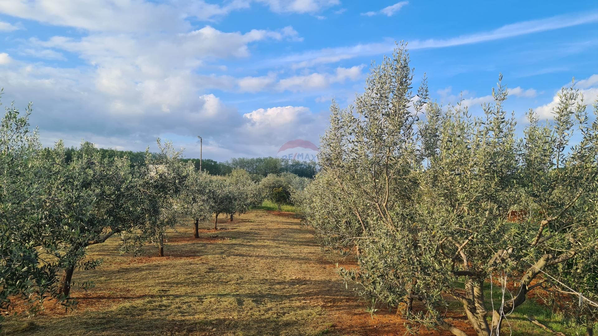 Land in Kastelir, Istarska Zupanija 12031534