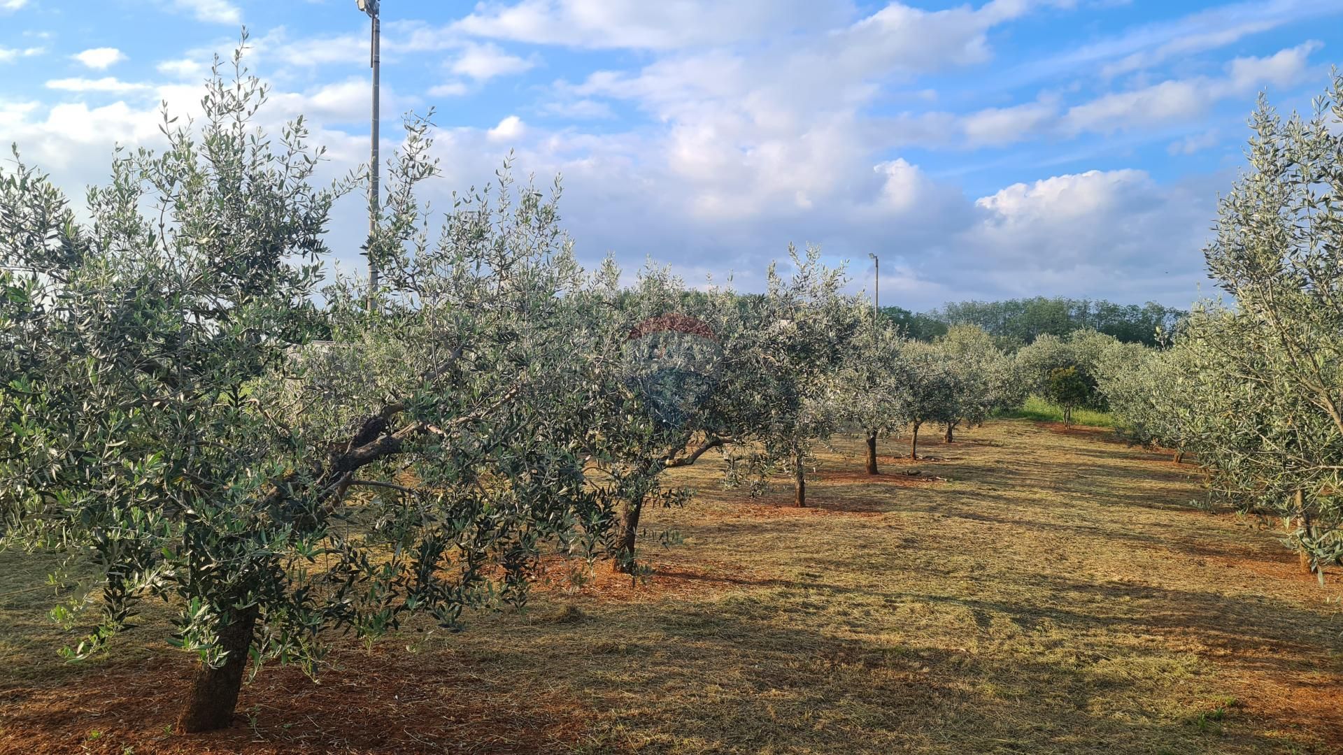 Land in Kaštelir, Istarska županija 12031534