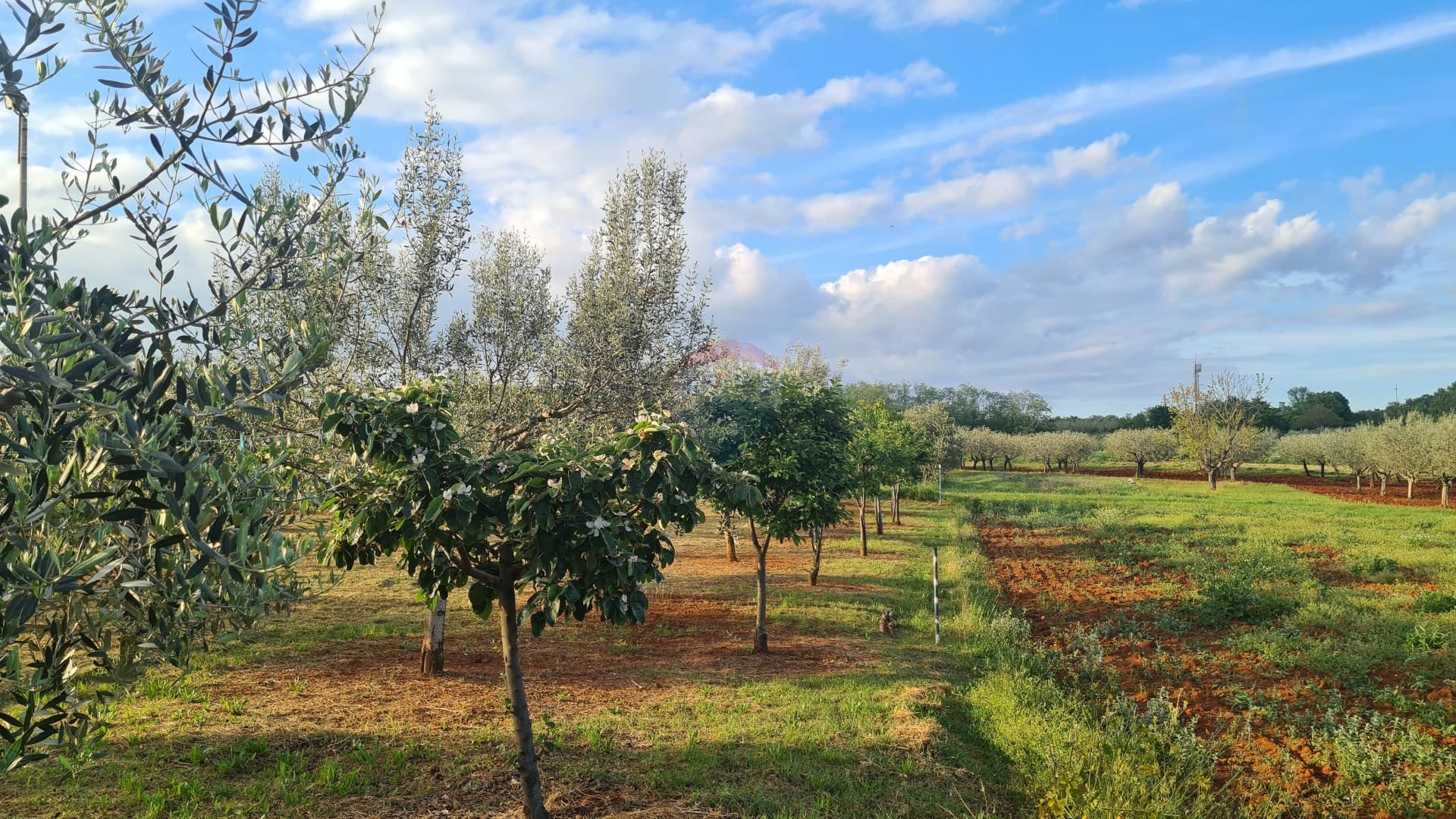 Land in Kaštelir, Istarska županija 12031534