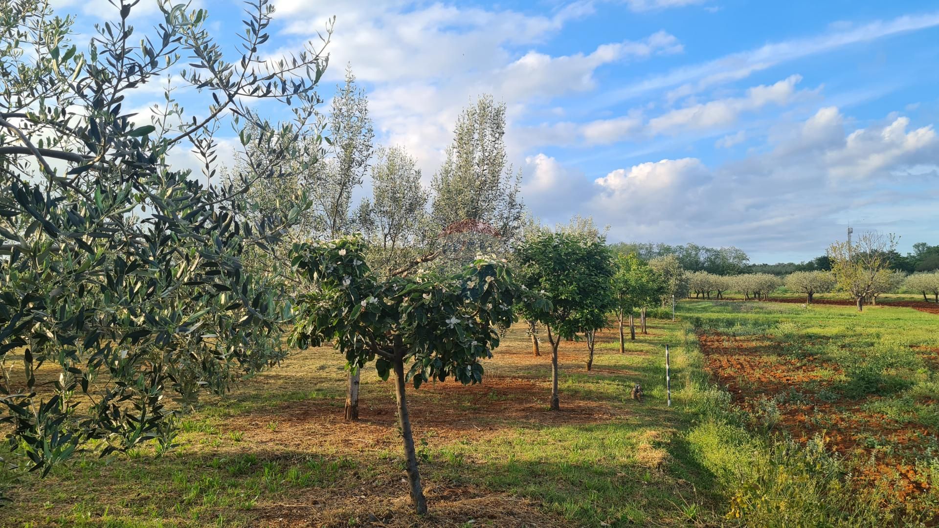 Land in Kaštelir, Istarska županija 12031534