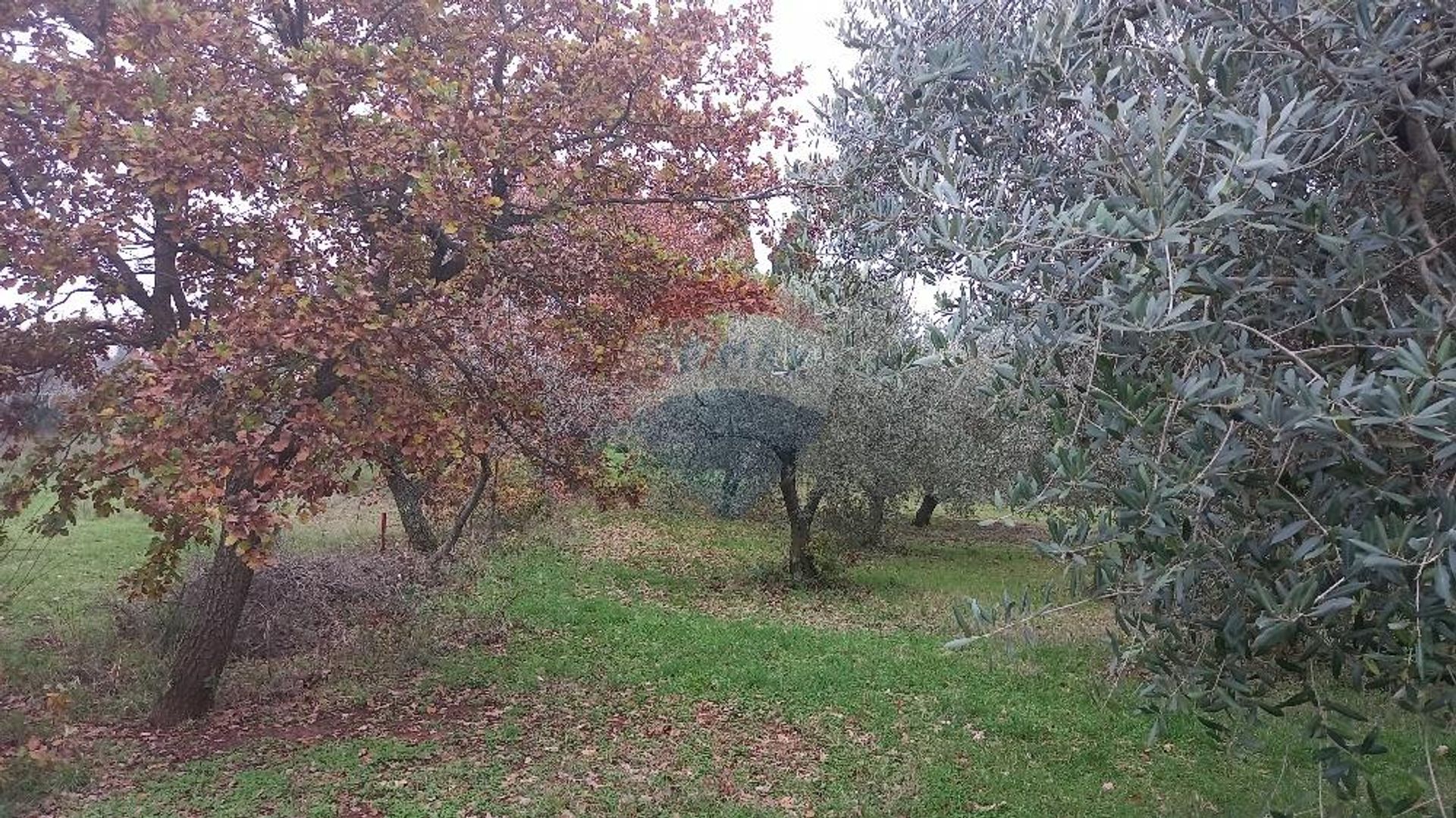 Tierra en Valdebek, Istarska Zupanija 12032702