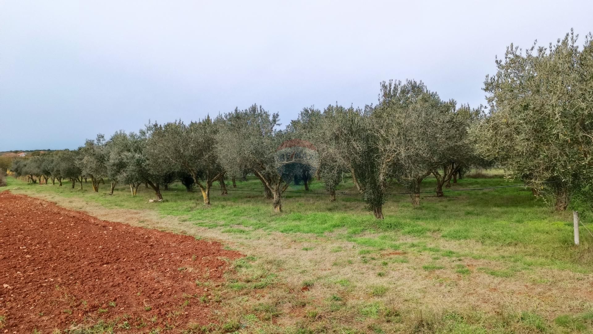 Land in Valdebek, Istarska Zupanija 12032845