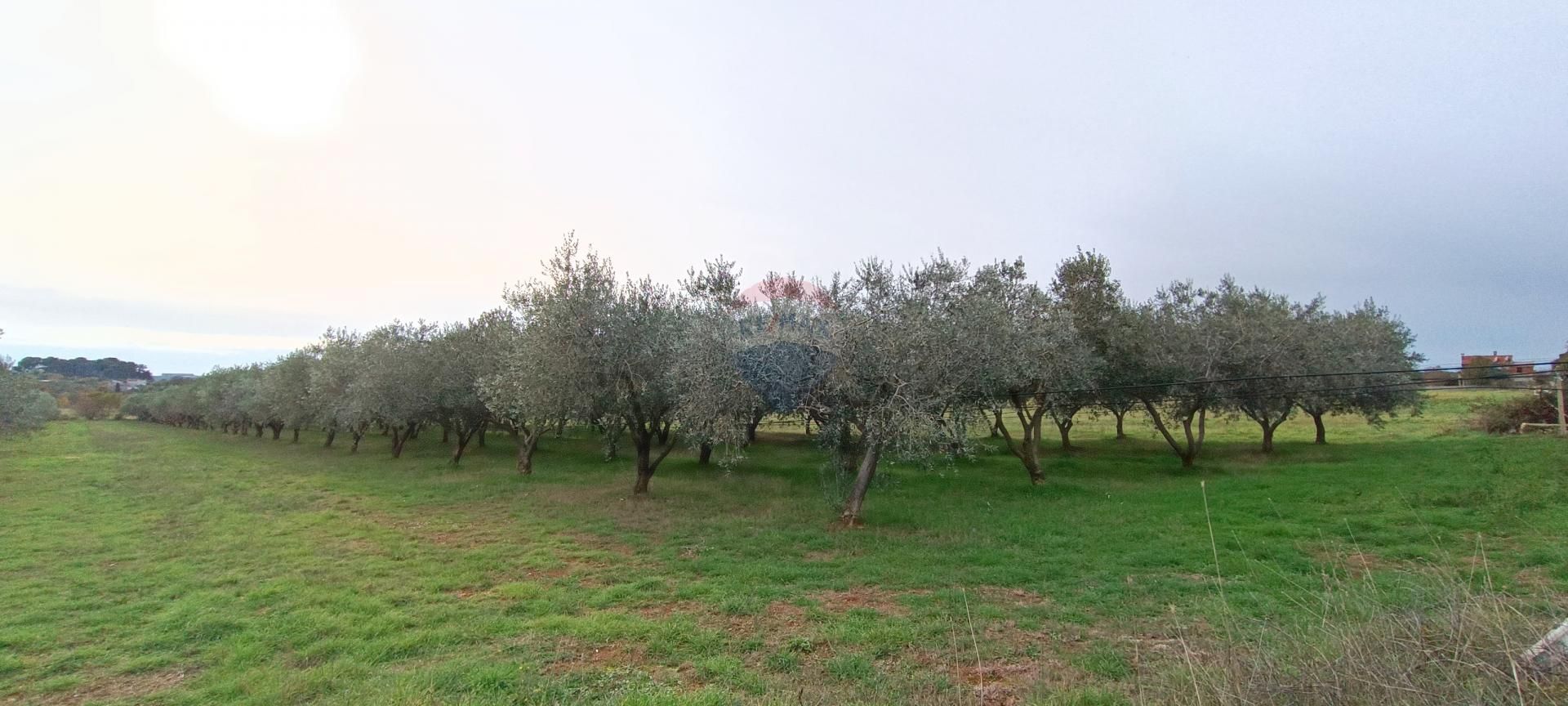 Land in Valdebek, Istarska Zupanija 12032845