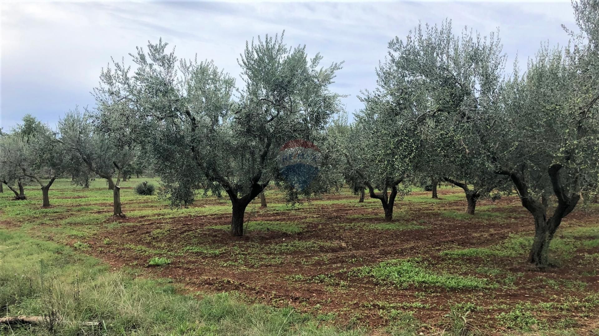 Sbarcare nel Cepljani, Istarska Zupanija 12033282