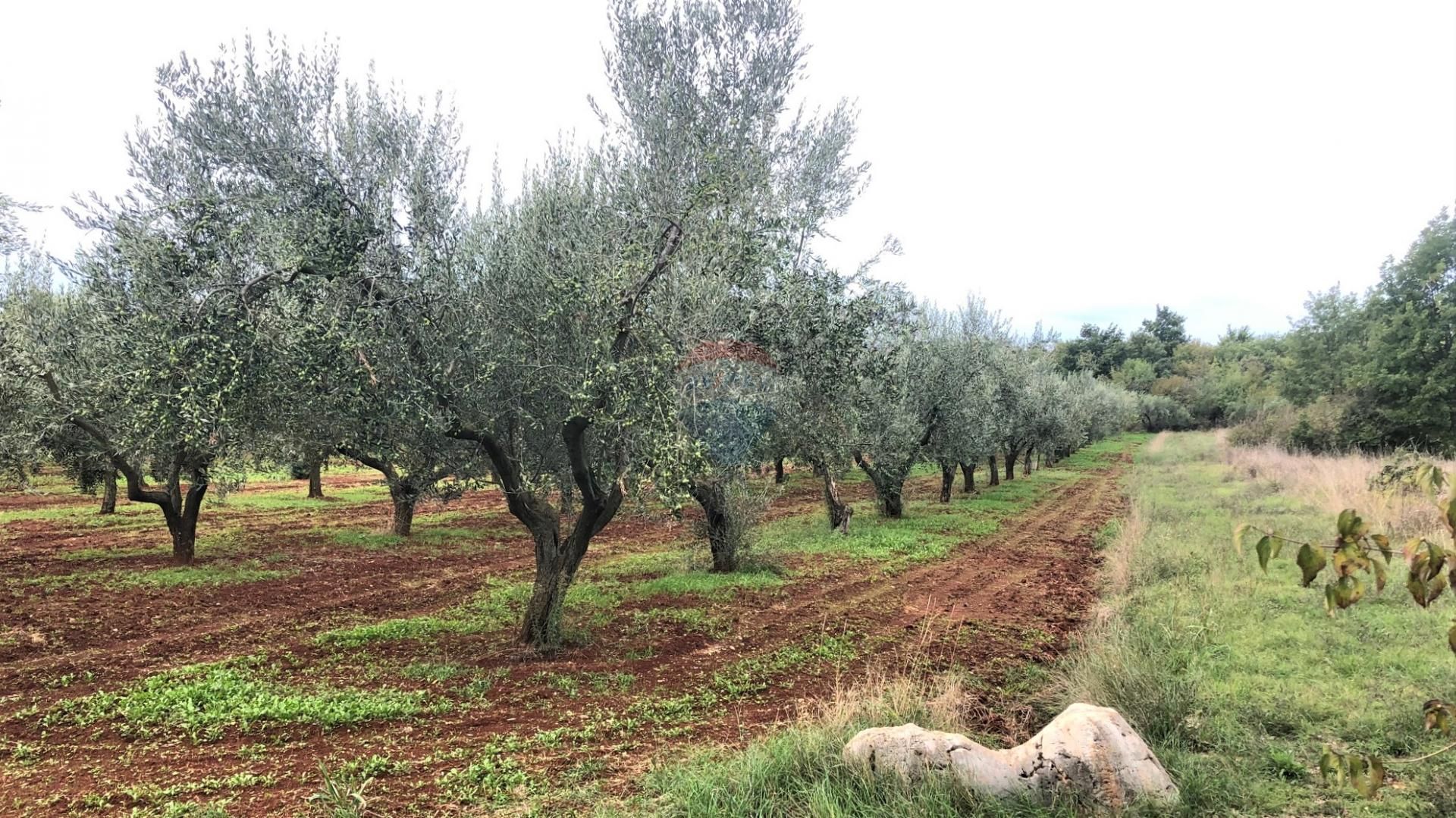 Sbarcare nel Cepljani, Istarska Zupanija 12033282