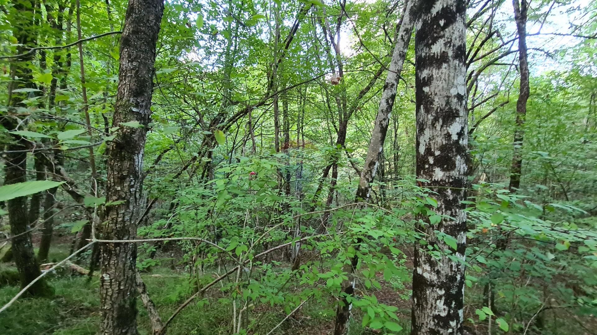 Tanah dalam Matulji, Primorsko-Goranska Zupanija 12033350