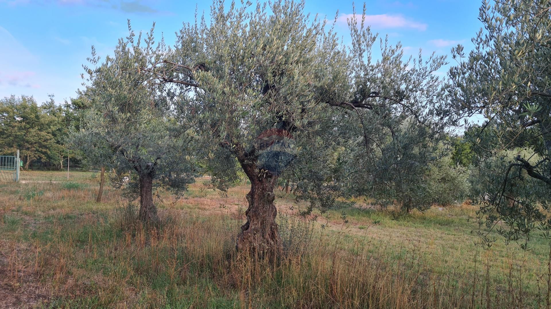 Terre dans Poreč, Istarska županija 12033468