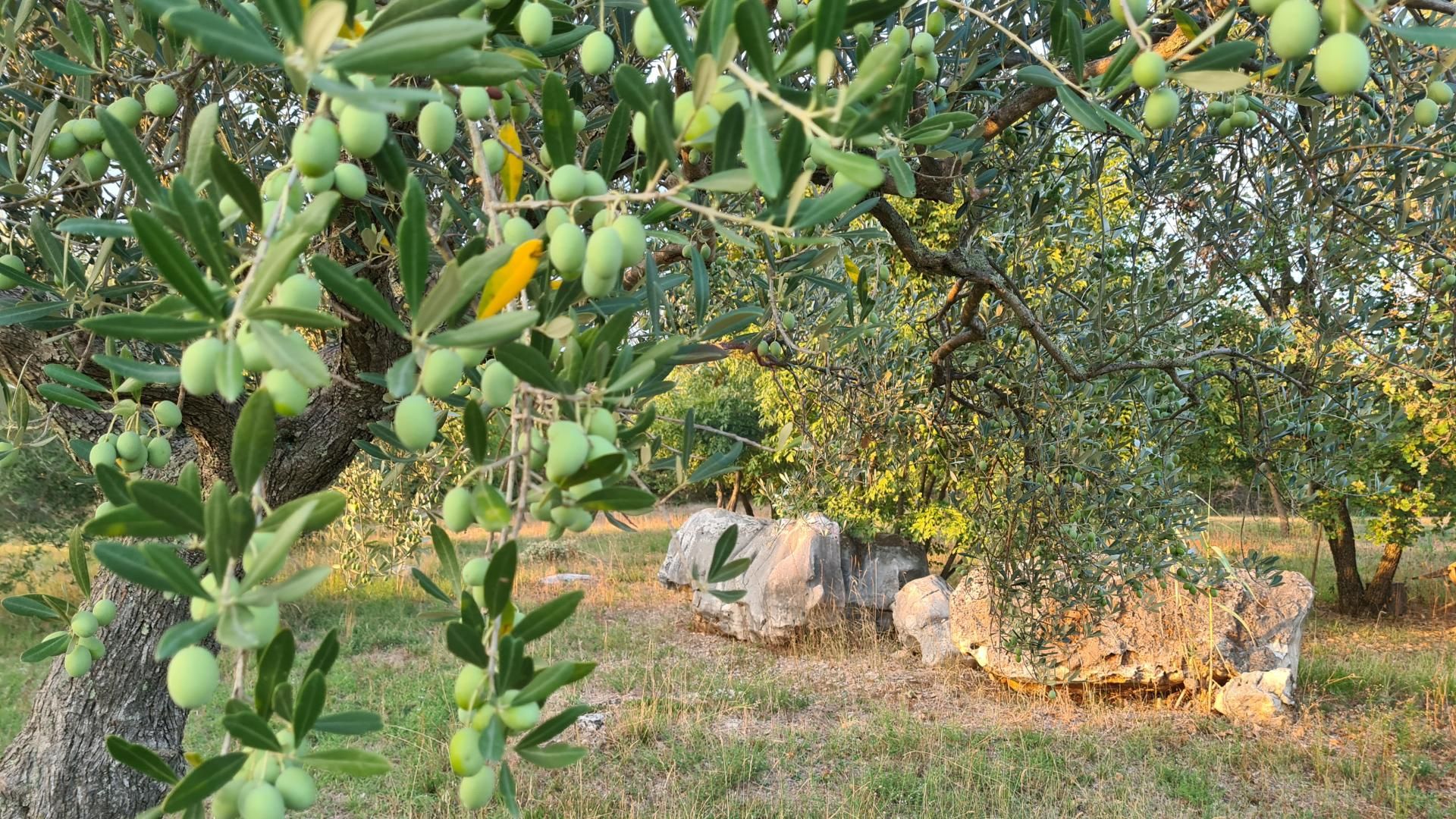 Terre dans Poreč, Istarska Zupanija 12033468