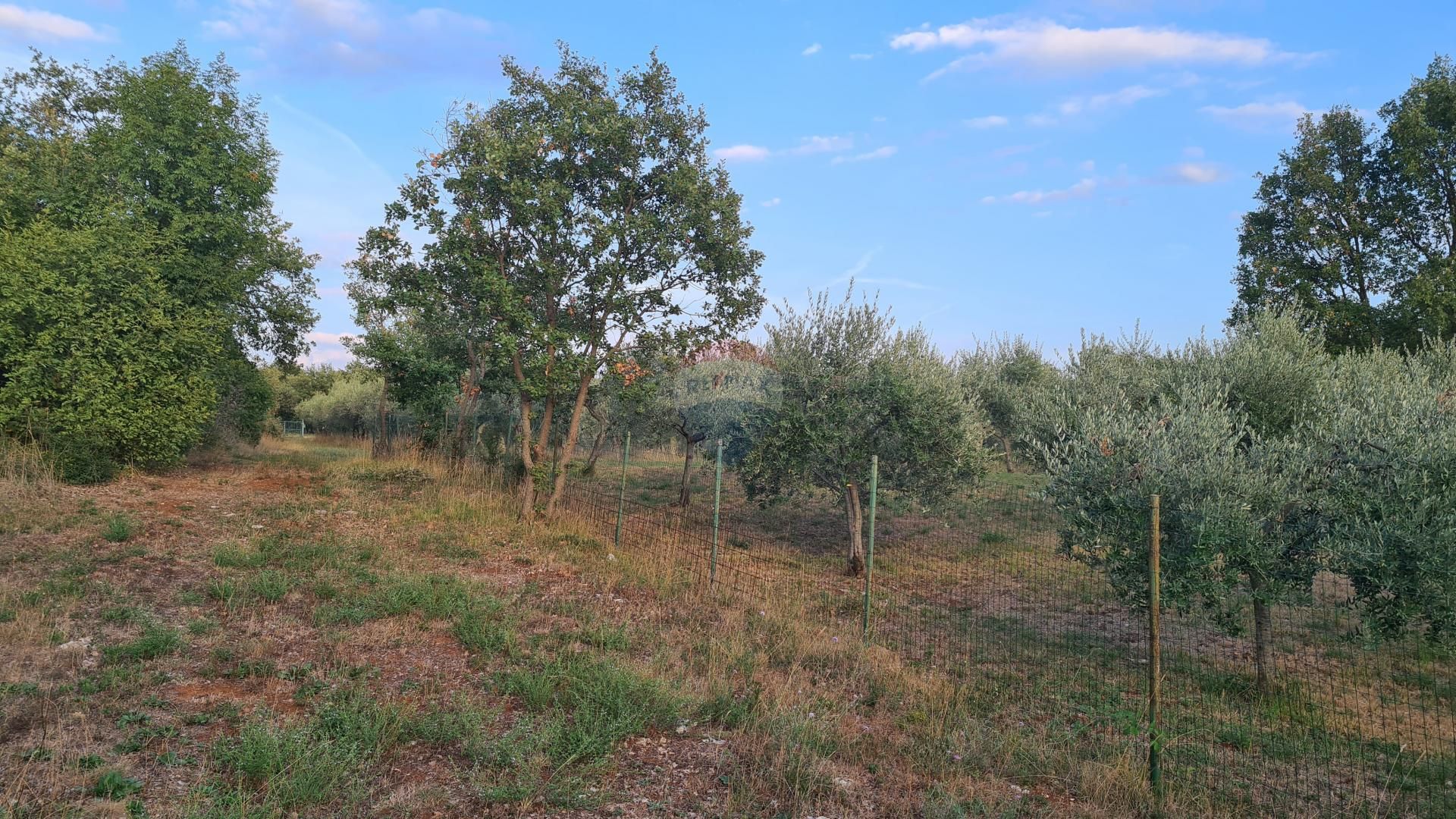 Terre dans Poreč, Istarska županija 12033468