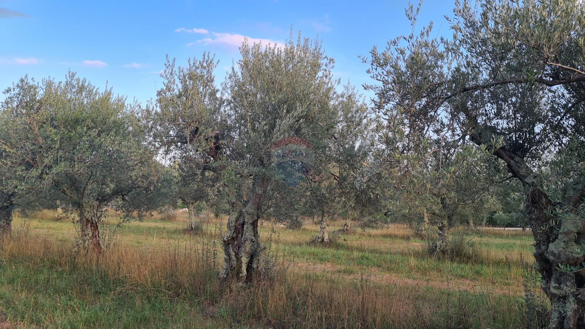 Terre dans Poreč, Istarska županija 12033468