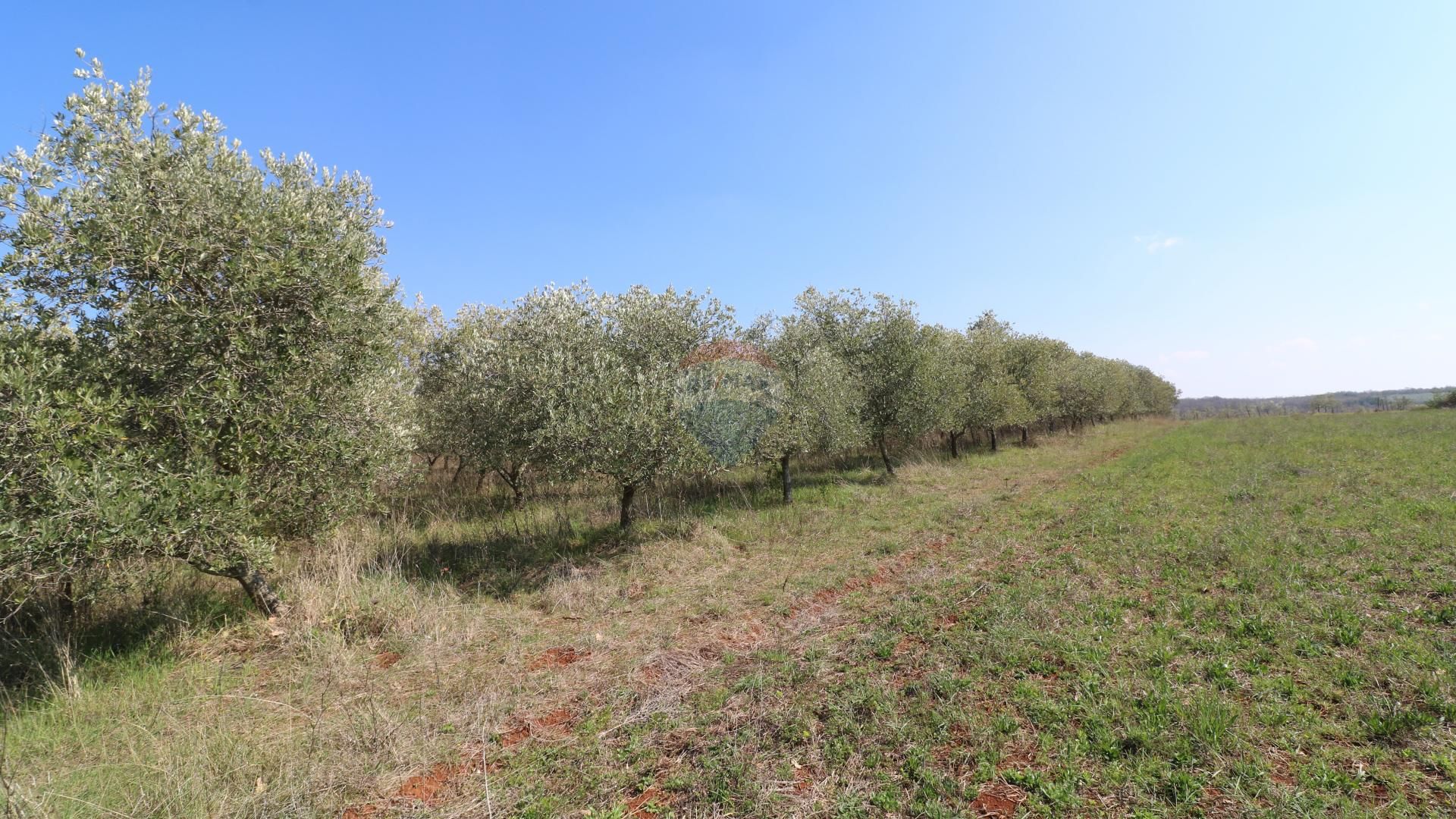 ארץ ב קסטליר, איסטרסקה זופנייה 12034182