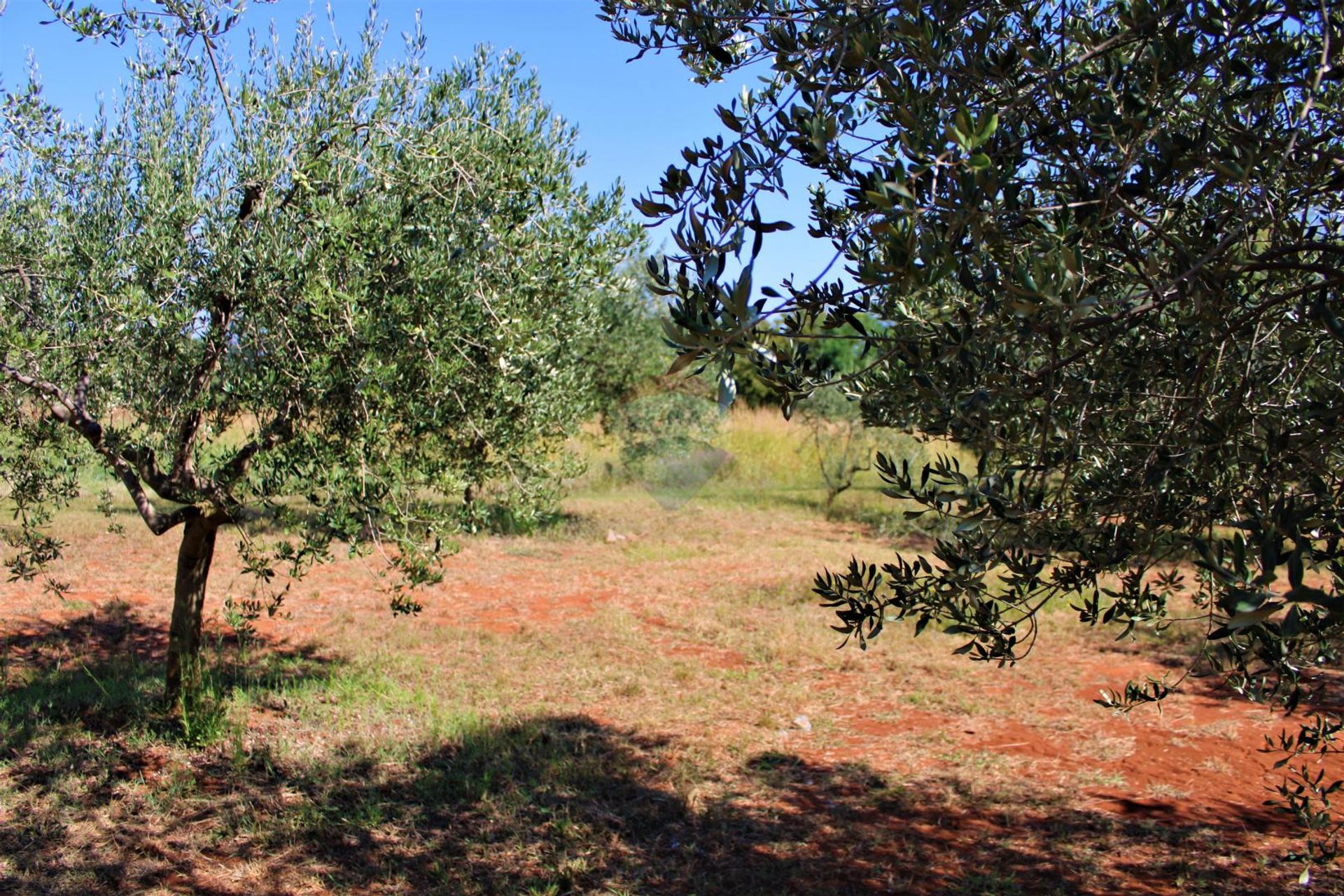 Terre dans Vizinada, Istarska Zupanija 12034613