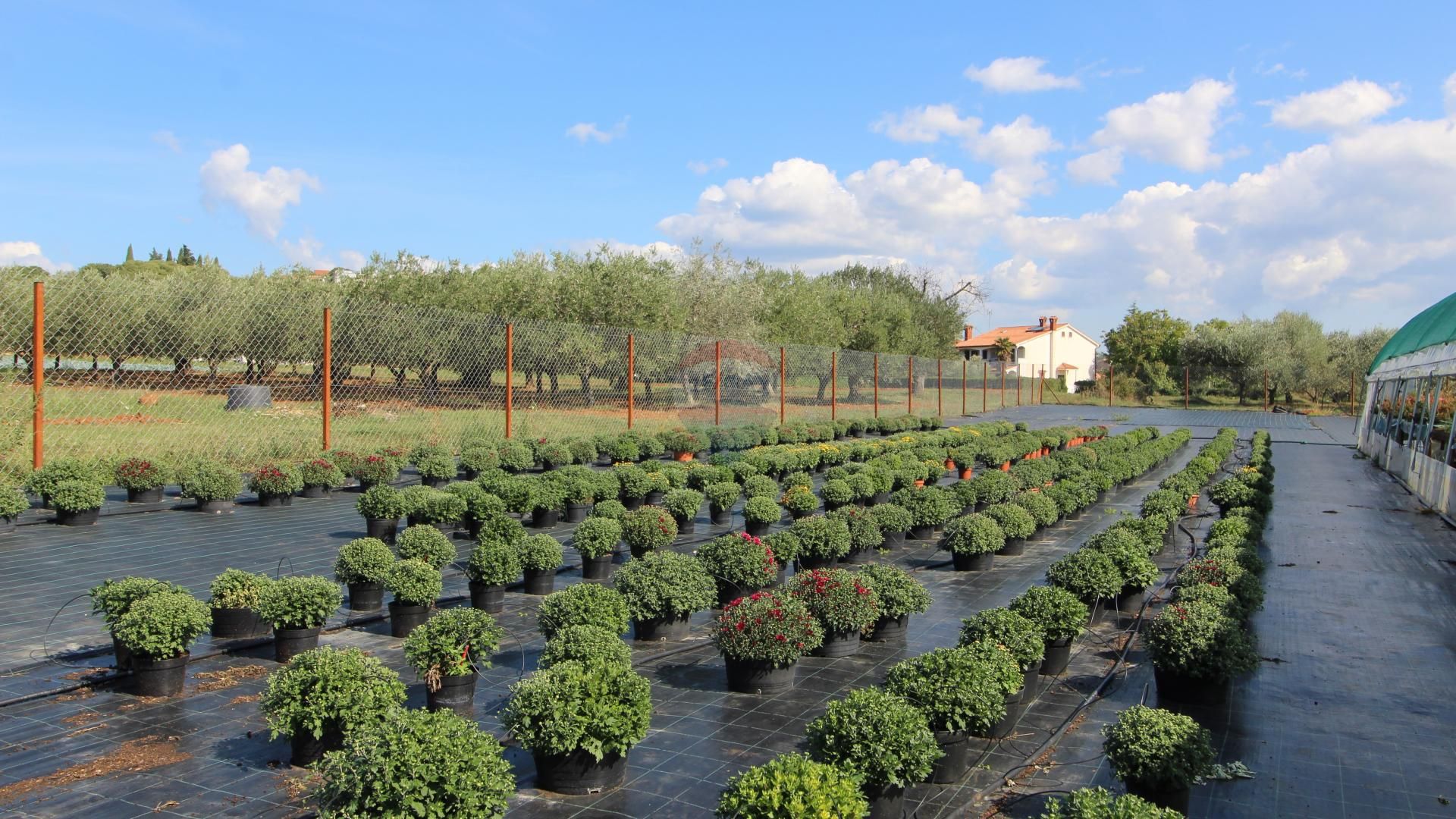 Terre dans Poreč, Istarska županija 12034739